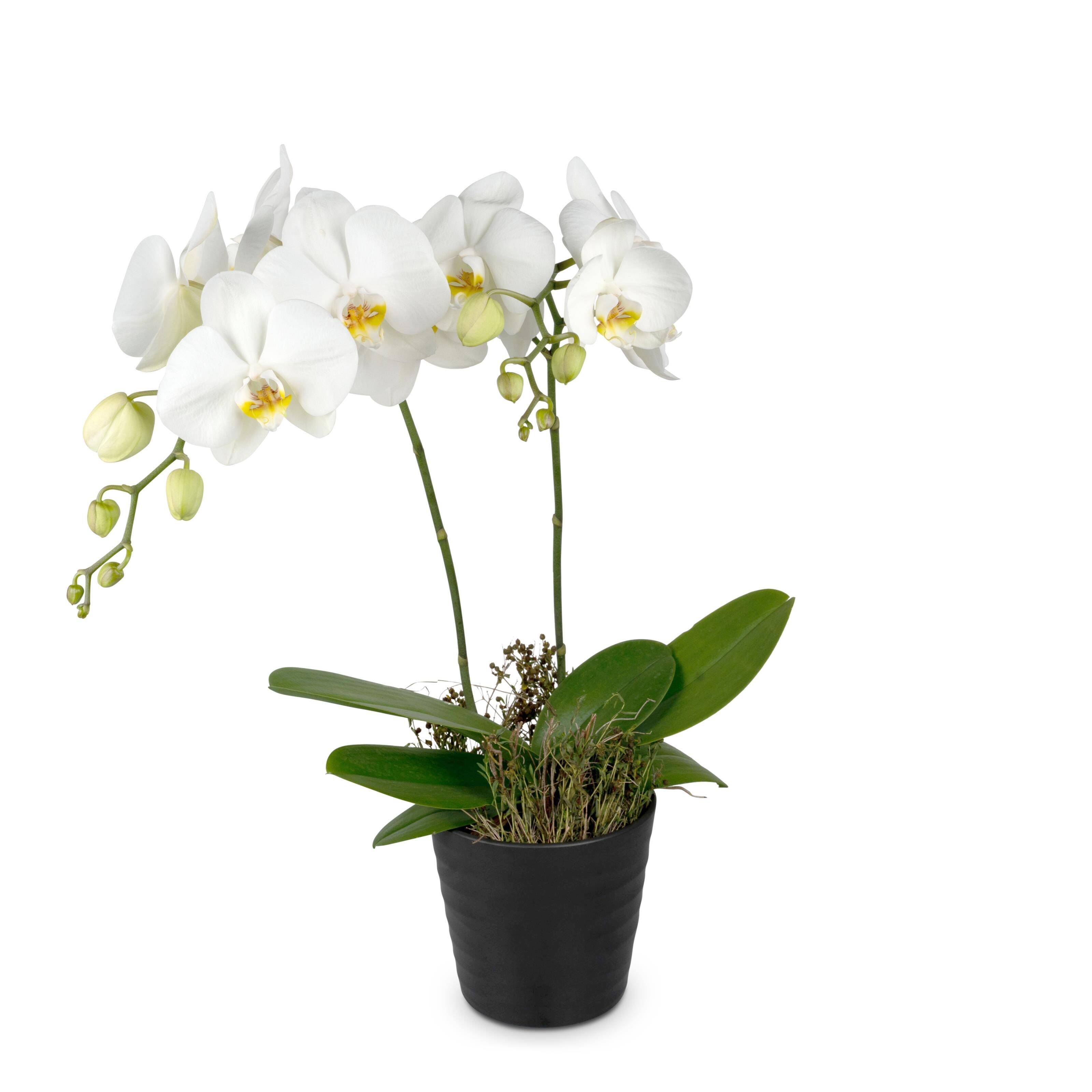 Orchidee, Phalaenopsis, weiße Orchidee, Topfpflanze, Blumenarrangement, orchidee, phalaenopsis, weiße Orichidee, Topfpflanze, Stängelorchidee, orchidee, Phalaenopsis, weiße Orchideen, Topfpflanze, blühende Pflanze