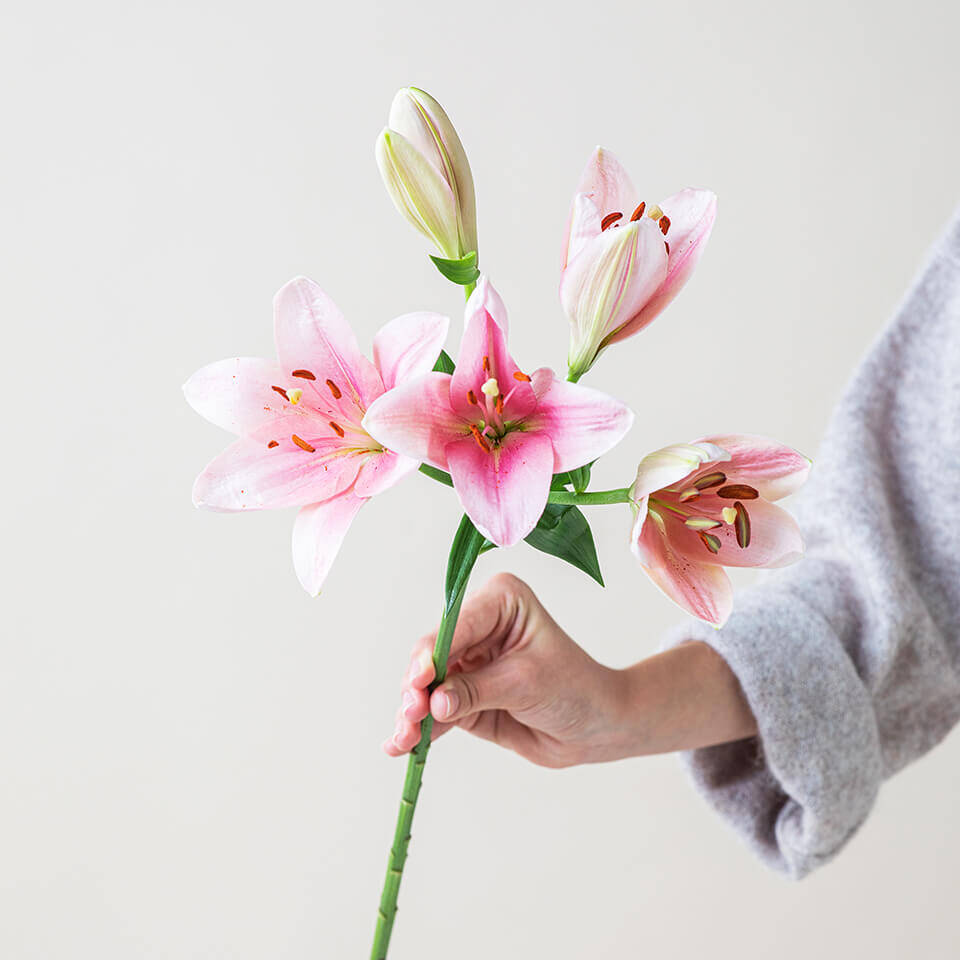 Rosafarbene Lilie mit 5 Blüten