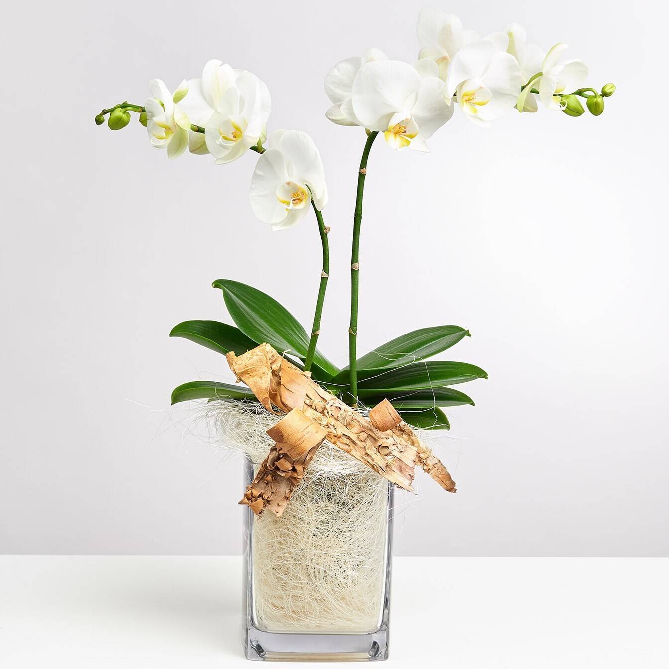 Blume, Blumen-Arrangement, Pflanze, Ikebana, Blume, Blumen-Arrangement, Pflanze, Ikebana, Blume, Blumen-Arrangement, Pflanze, Ikebana, Blume, Blumen-Arrangement, Pflanze, Ikebana, Blume, Blumen-Arrangement, Pflanze, Ikebana