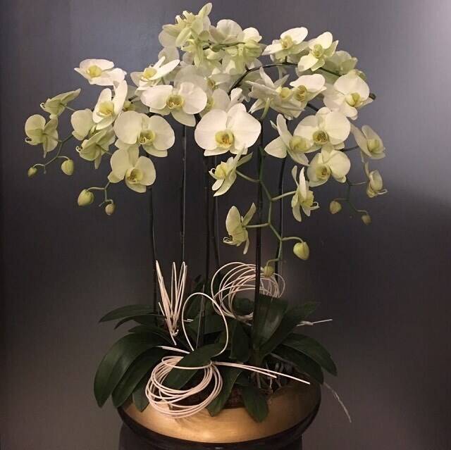 Blume, Blumen-Arrangement, Pflanze, Ikebana, Blume, Blumen-Arrangement, Pflanze, Ikebana, Blume, Blumen-Arrangement, Pflanze, Ikebana, Blume, Blumen-Arrangement, Pflanze, Ikebana, Blume, Blumen-Arrangement, Pflanze, Ikebana