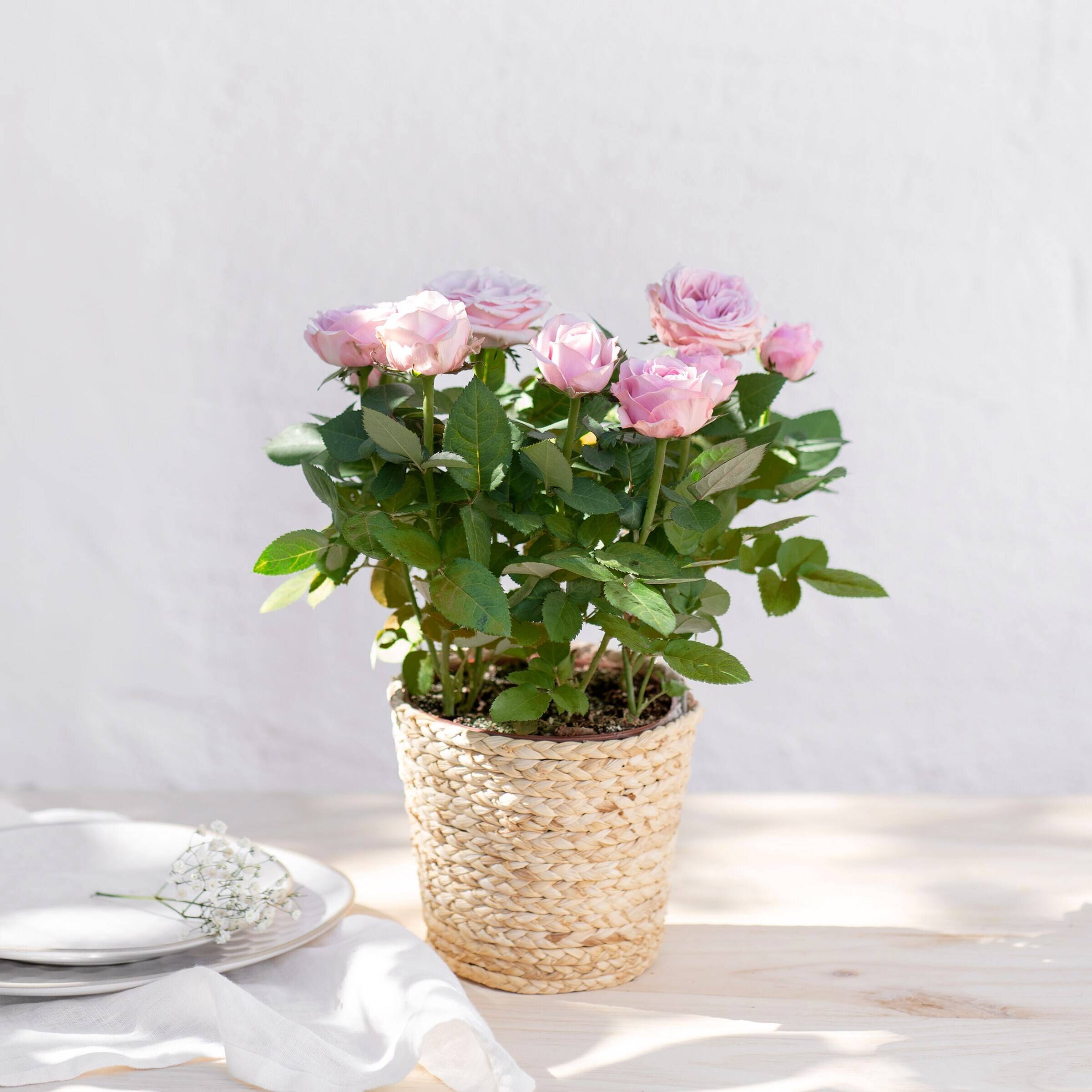 Blume, Blumen-Arrangement, Rose, Blumenstrauß, Topfpflanze, Blume, Blumen-Arrangement, Rose, Blumenstrauß, Topfpflanze, Blume, Blumen-Arrangement, Rose, Blumenstrauß, Topfpflanze, Blume, Blumen-Arrangement, Rose, Blumenstrauß, Topfpflanze