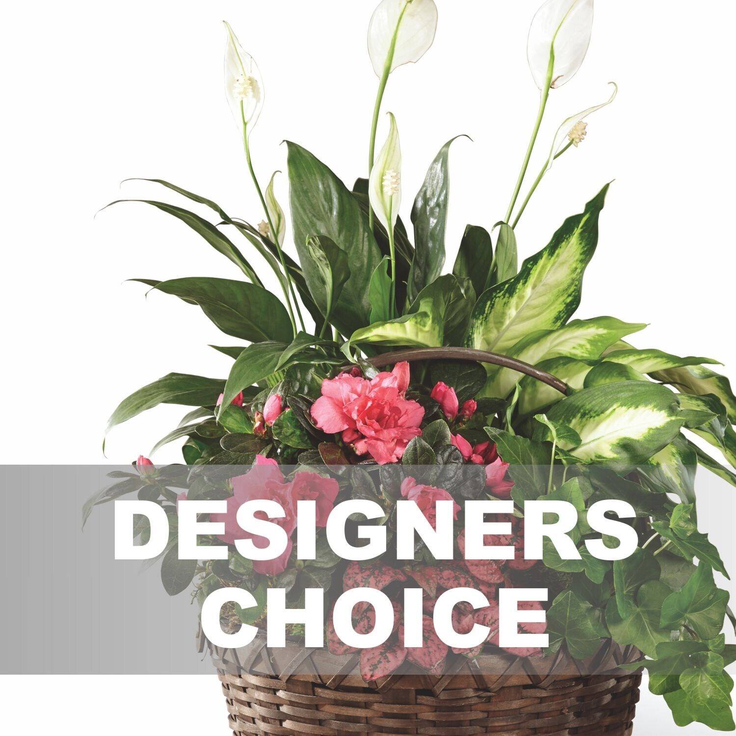 Blume, Blumen-Arrangement, Pflanze, Blumenstrauß, Topfpflanze, Blume, Blumen-Arrangement, Pflanze, Blumenstrauß, Topfpflanze, Blume, Blumen-Arrangement, Pflanze, Blumenstrauß, Topfpflanze, Pflanze, Korb, Blumen, Grünpflanze, Deko