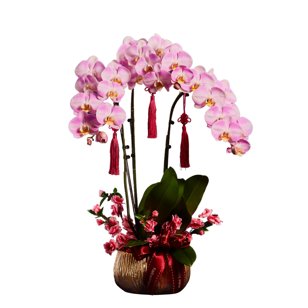 Blume, Pflanze, Blumen-Arrangement, Orchidee, Blumenstrauß, Blume, Pflanze, Blumen-Arrangement, Orchidee, Blumenstrauß, Blume, Pflanze, Blumen-Arrangement, Orchidee, Blumenstrauß, Blume, Pflanze, Blumen-Arrangement, Orchidee, Blumenstrauß