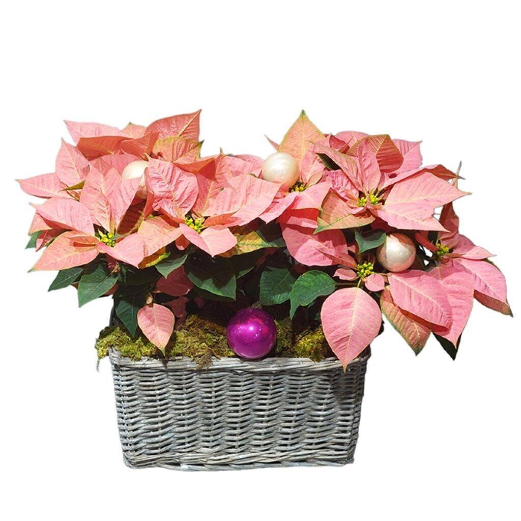 Pflanze, Pflanze im Topf, Blumen-Arrangement, Blatt, Blumenstrauß, Pflanze, Pflanze im Topf, Blumen-Arrangement, Blatt, Blumenstrauß, Pflanze, Pflanze im Topf, Blumen-Arrangement, Blatt, Blumenstrauß