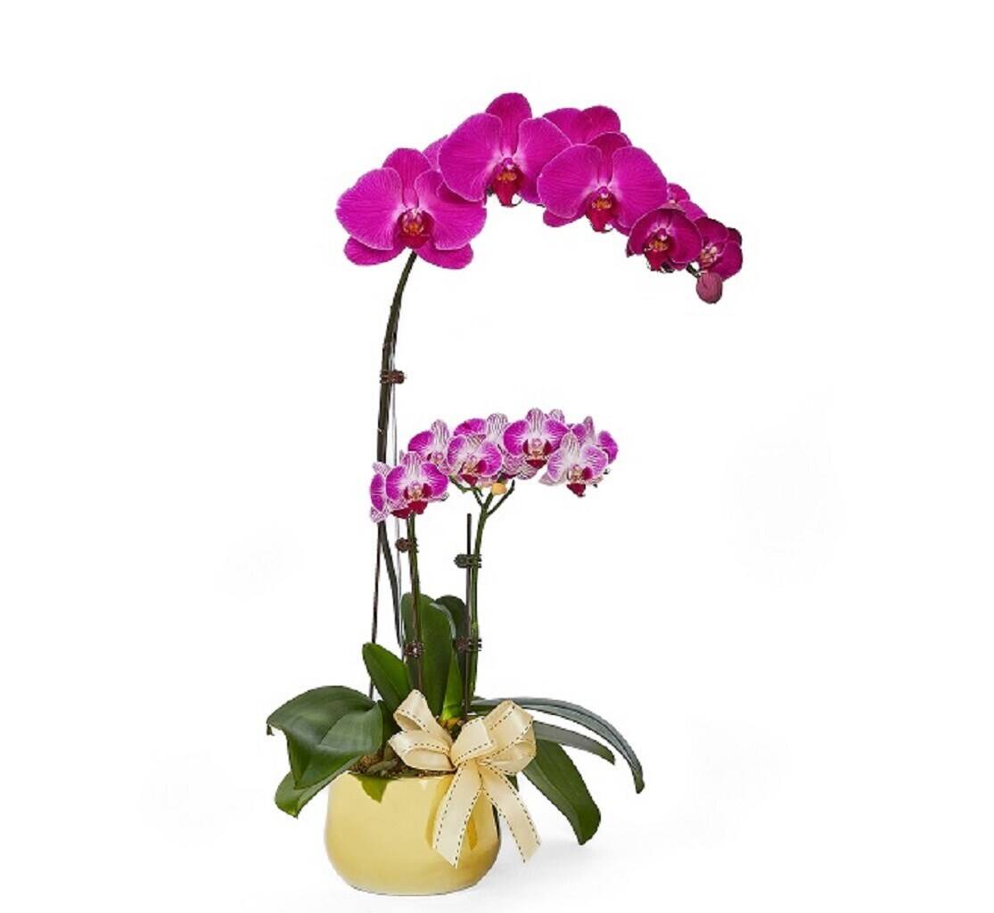 Blume, Pflanze, Blumen-Arrangement, Orchidee, Ikebana, Blume, Pflanze, Blumen-Arrangement, Orchidee, Ikebana, Blume, Pflanze, Blumen-Arrangement, Orchidee, Ikebana, Blume, Pflanze, Blumen-Arrangement, Orchidee, Ikebana