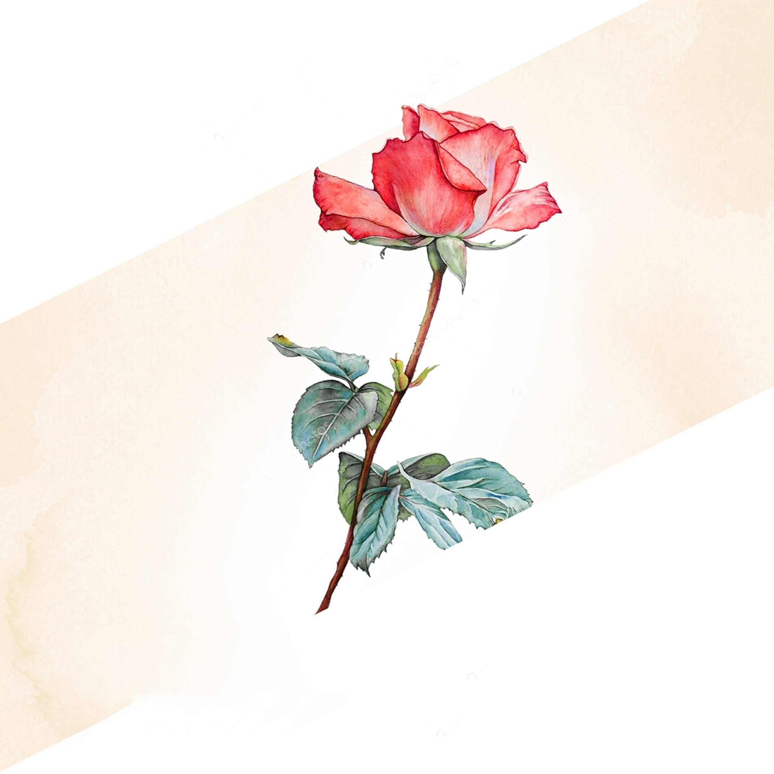 Blume, Pflanze, Rose, Blume, Pflanze, Rose, Blume, Pflanze, Rose, Blume, Pflanze, Rose, Blume, Pflanze, Rose, Blume, Pflanze, Rose, Blume, Pflanze, Rose, Blume, Pflanze, Rose, Blume, Pflanze, Rose, Blume, Pflanze, Rose, Blume, Pflanze, Rose
