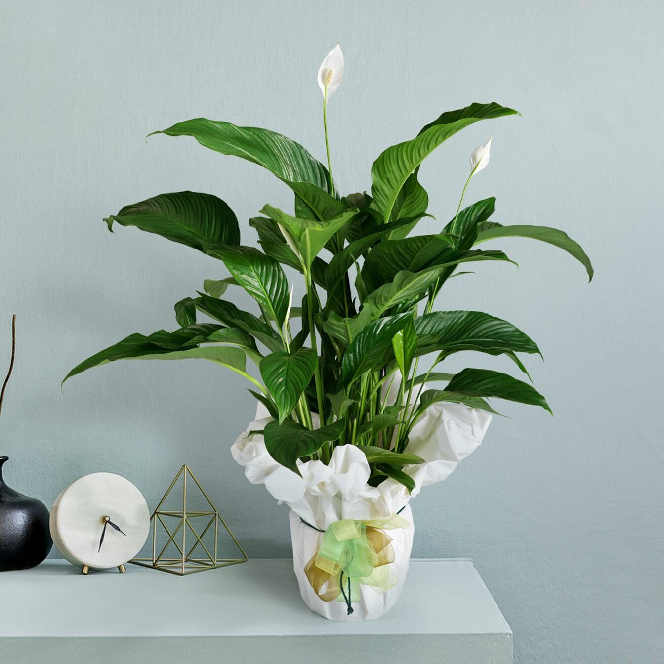 Spathiphyllum plant