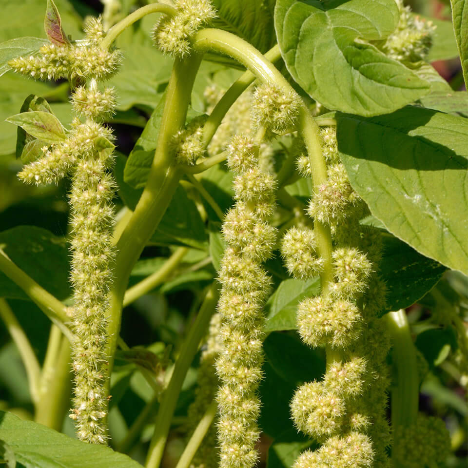 Blüte von Amaranthus caudatus ‘Green Cascade’