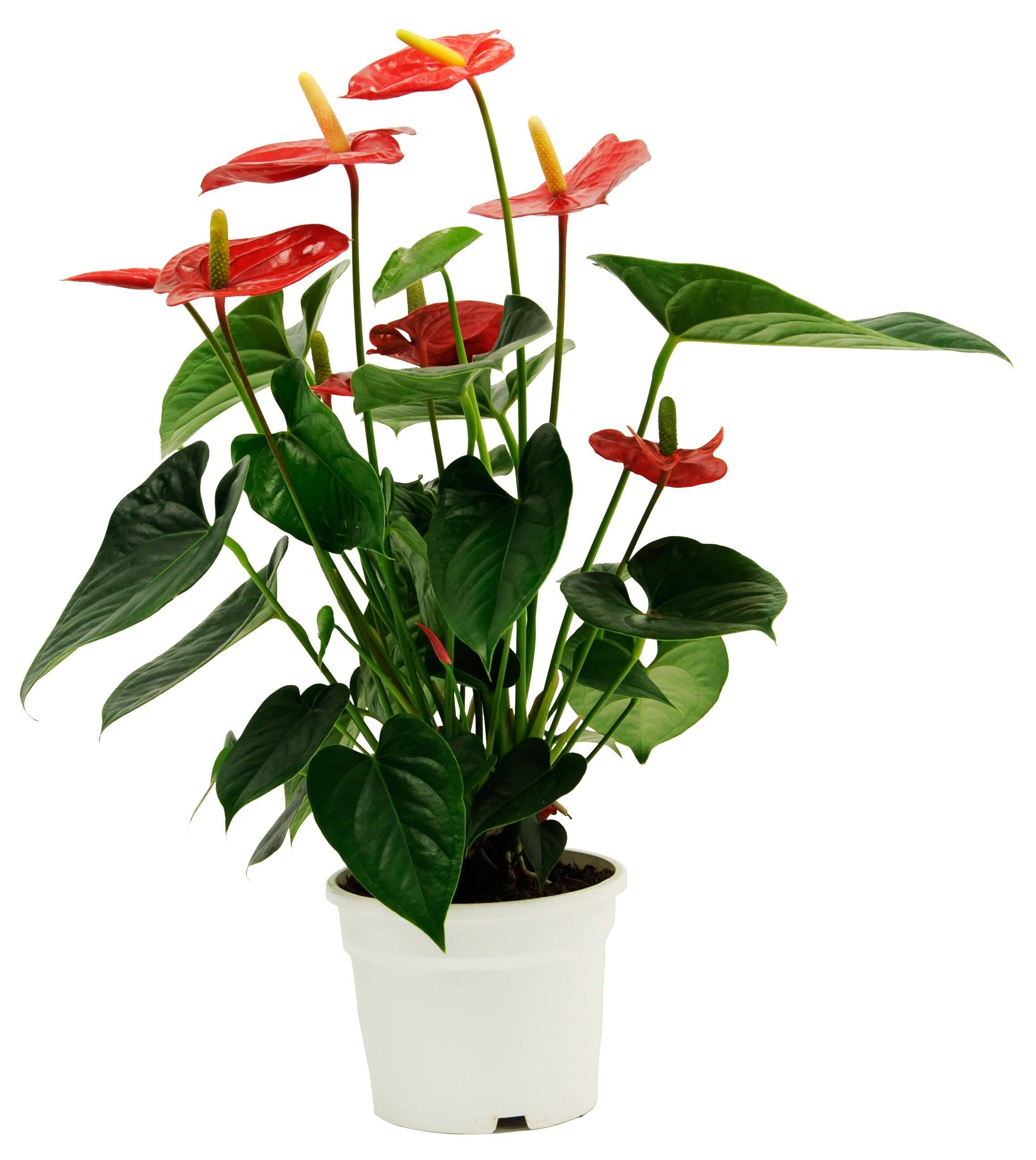 Blume, Pflanze, Blumen-Arrangement, Anthurium, Blume, Pflanze, Blumen-Arrangement, Anthurium, Blume, Pflanze, Blumen-Arrangement, Anthurium, Blume, Pflanze, Blumen-Arrangement, Anthurium, Blume, Pflanze, Blumen-Arrangement, Anthurium