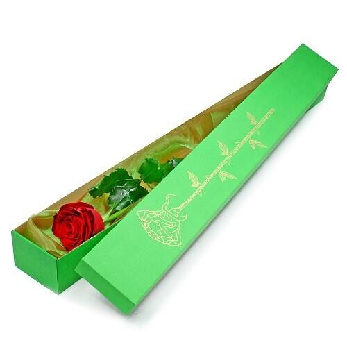 Blume, Pflanze, Rose, Blume, Pflanze, Rose, Blume, Pflanze, Rose, Blume, Pflanze, Rose, Blume, Pflanze, Rose, Blume, Pflanze, Rose, Blume, Pflanze, Rose, Blume, Pflanze, Rose, Blume, Pflanze, Rose, Blume, Pflanze, Rose, Blume, Pflanze, Rose