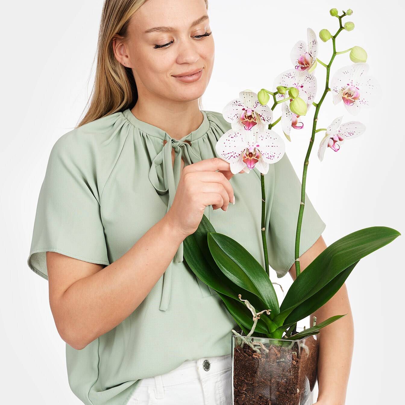 Blume, Pflanze, Blumen-Arrangement, Gesicht, Kopf, Blume, Pflanze, Blumen-Arrangement, Gesicht, Kopf, Blume, Pflanze, Blumen-Arrangement, Gesicht, Kopf, Blume, Pflanze, Blumen-Arrangement, Gesicht, Kopf, Blume, Pflanze, Blumen-Arrangement, Gesicht, Kopf