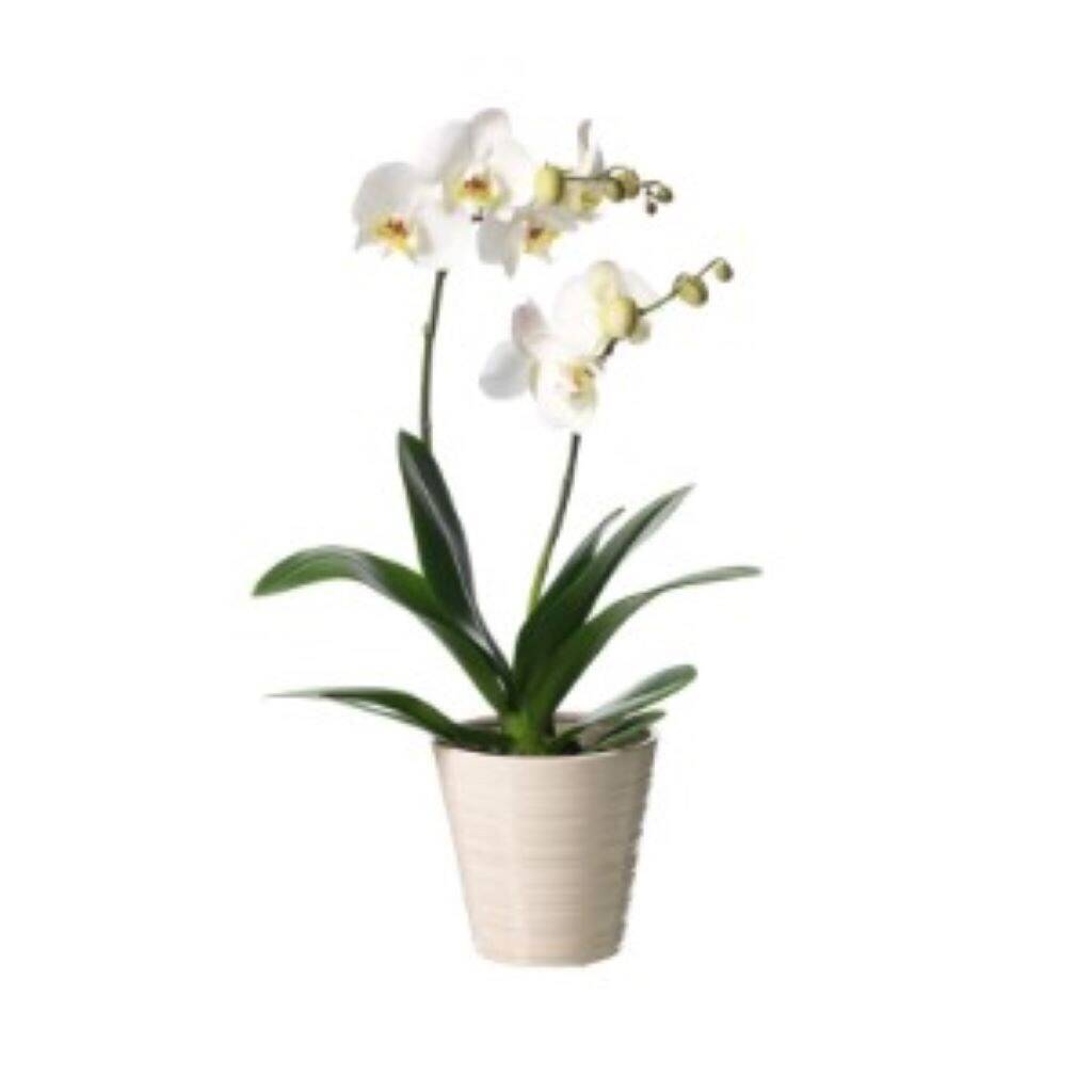 Blume, Pflanze, Orchidee, Blumen-Arrangement, Blume, Pflanze, Orchidee, Blumen-Arrangement, Blume, Pflanze, Orchidee, Blumen-Arrangement, Blume, Pflanze, Orchidee, Blumen-Arrangement, Blume, Pflanze, Orchidee, Blumen-Arrangement