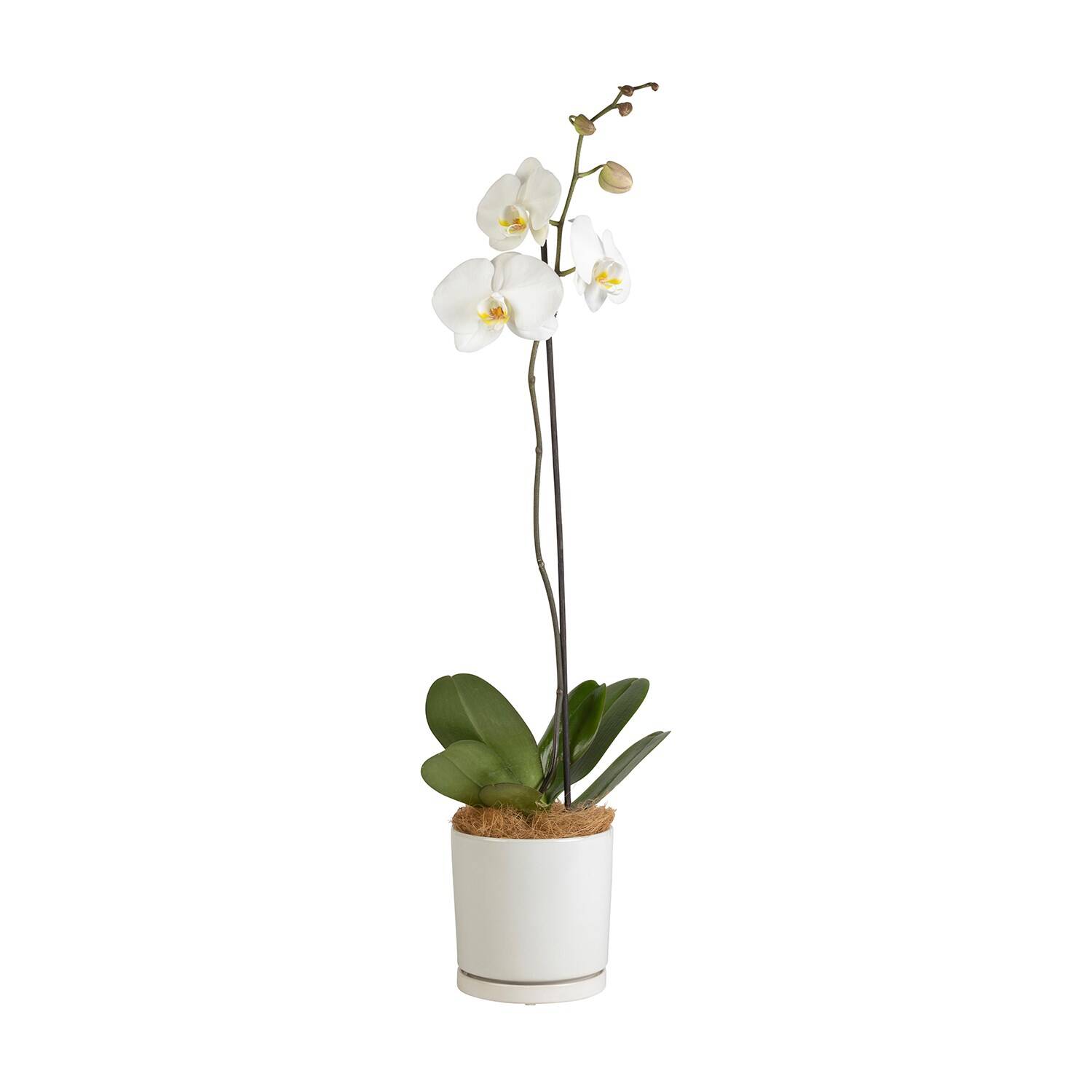 Moth Orchid