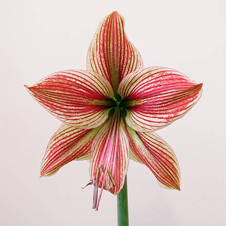 Blüte einer Amaryllis 