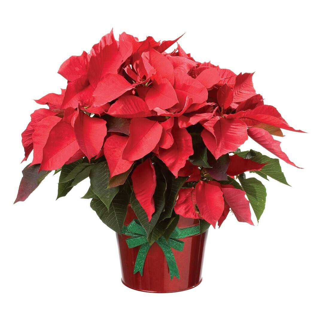 Topfpflanze, Blume, Blumen-Arrangement, Blumenstrauß, Blatt, Topfpflanze, Blume, Blumen-Arrangement, Blumenstrauß, Blatt, Topfpflanze, Blume, Blumen-Arrangement, Blumenstrauß, Blatt, Topfpflanze, Blume, Blumen-Arrangement, Blumenstrauß, Blatt