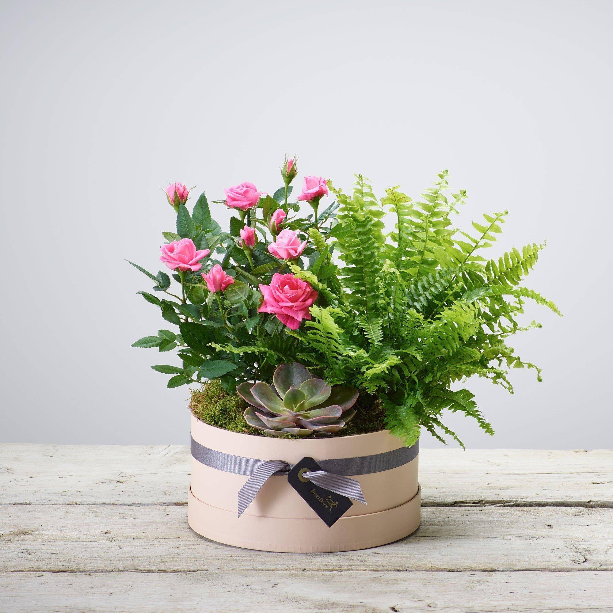 Pflanze, Pflanze im Topf, Blumen-Arrangement, Rose, Blumenstrauß, Pflanze, Pflanze im Topf, Blumen-Arrangement, Rose, Blumenstrauß, Pflanze, Pflanze im Topf, Blumen-Arrangement, Rose, Blumenstrauß, Blume, rosa pink, Farn, Sukkulent, Geschenkbox
