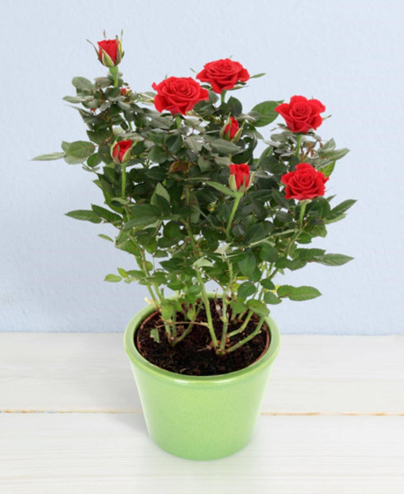 Rosenpflanze,  rote Rosen, Topfpflanze, grüne Pflanze, blühende Rose, rose, rote rose, Topfpflanze, Rosen, grüne Topfpflanze,  Rosenpflanze, Rote Rosen, Topfpflanze, grüne Topf, Blumen