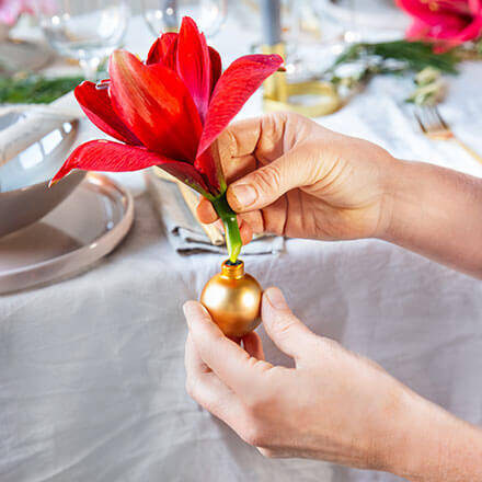 Amaryllis in die Weihnachtskugel arrangieren