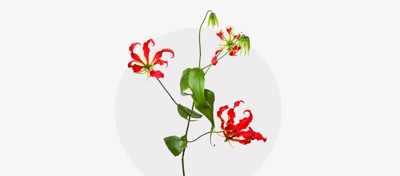 Blüte Gloriosa