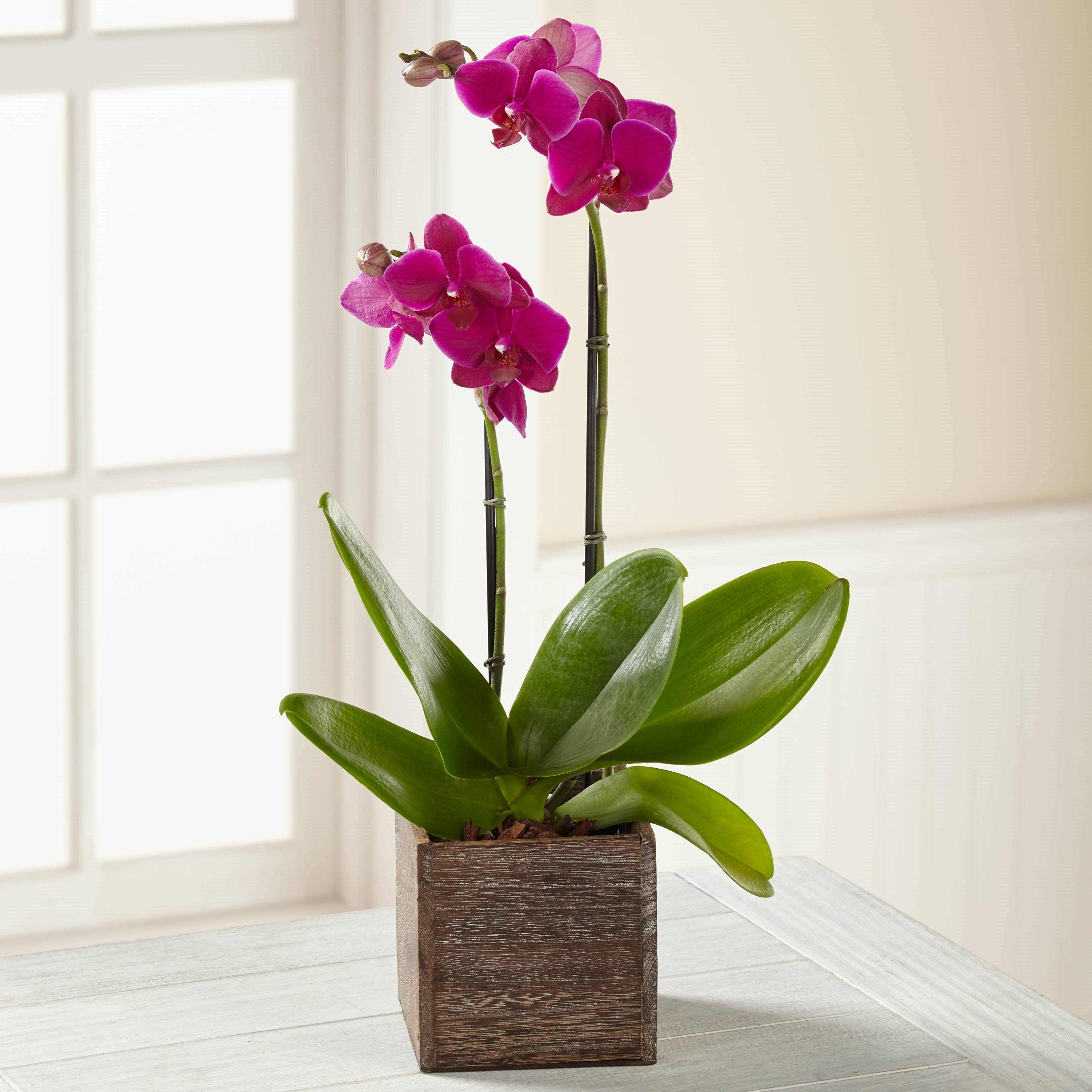 Blume, Pflanze, Blumen-Arrangement, Ikebana, Orchidee, Blume, Pflanze, Blumen-Arrangement, Ikebana, Orchidee, Blume, Pflanze, Blumen-Arrangement, Ikebana, Orchidee, Blume, Pflanze, Blumen-Arrangement, Ikebana, Orchidee
