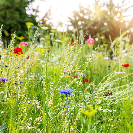 Wiese mit wilden Blumen