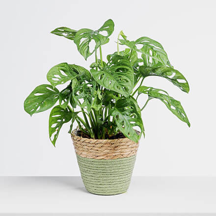 Bild einer Monstera Monkey Leaf Pflanze