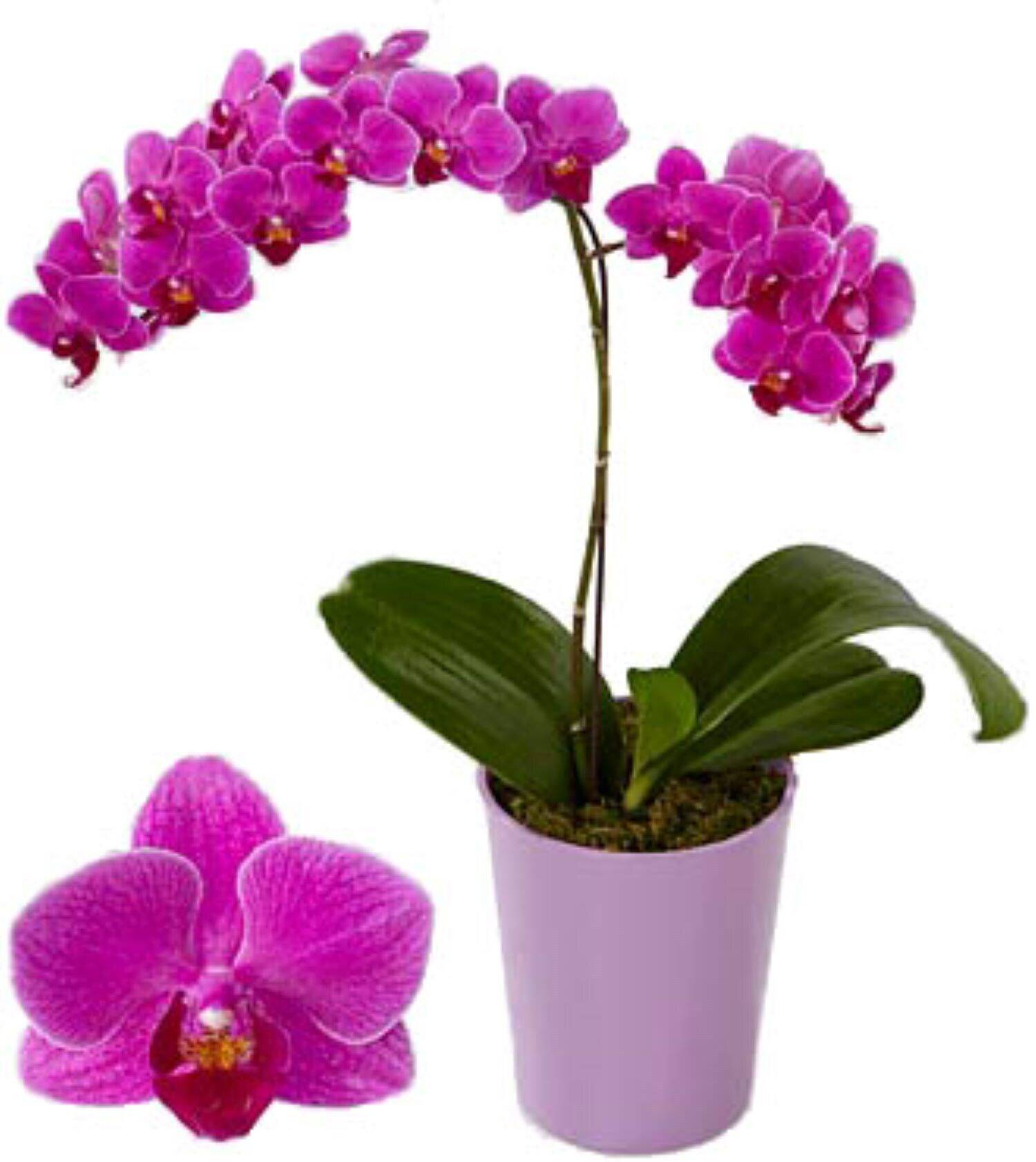 Blume, Pflanze, Orchidee, Blume, Pflanze, Orchidee, Blume, Pflanze, Orchidee, Blume, Pflanze, Orchidee, Blume, Pflanze, Orchidee, Blume, Pflanze, Orchidee, Blume, Pflanze, Orchidee, Blume, Pflanze, Orchidee, Blume, Pflanze, Orchidee