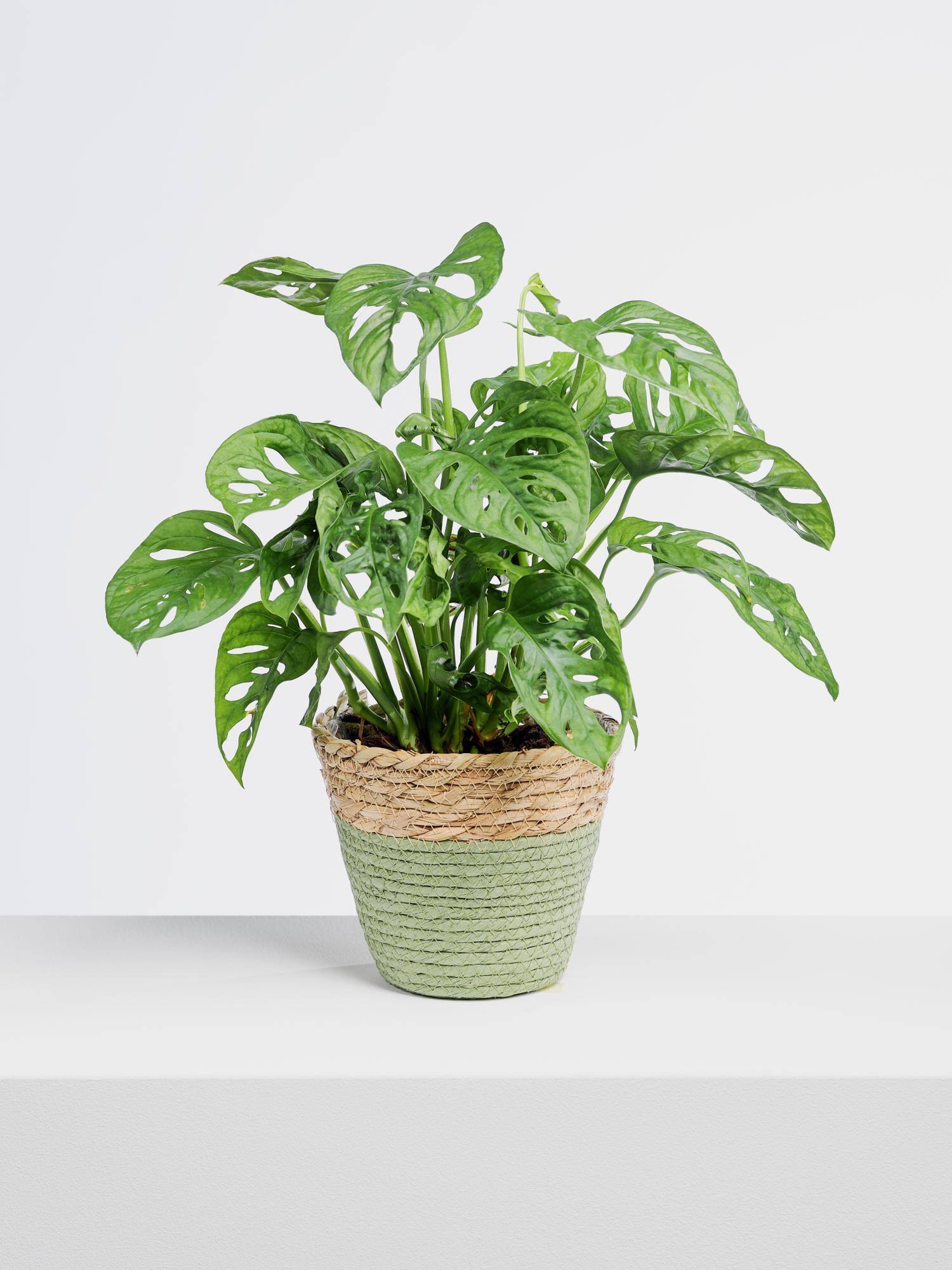 Monstera Monkey Leaf