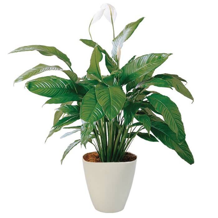 Pflanze, Pflanze im Topf, Blume, Blatt, Pflanzgefäß, Pflanze, Pflanze im Topf, Blume, Blatt, Pflanzgefäß, Pflanze, Pflanze im Topf, Blume, Blatt, Pflanzgefäß, Pflanze, Pflanze im Topf, Blume, Blatt, Pflanzgefäß