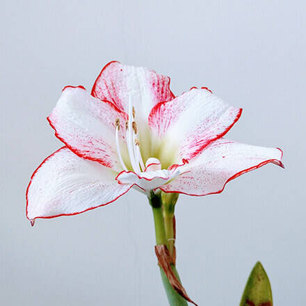 Blüte einer Amaryllis