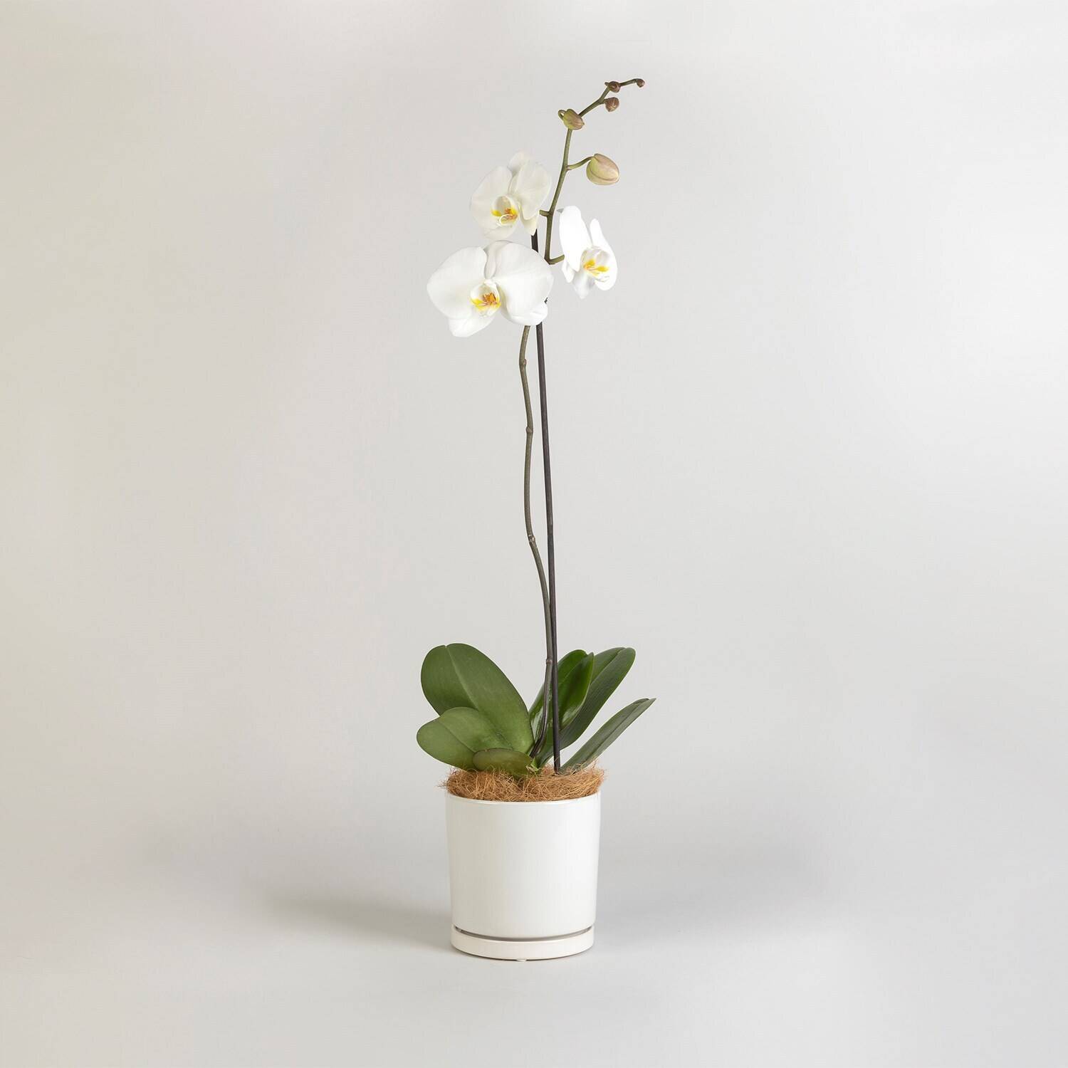 Blume, Pflanze, Blumen-Arrangement, Ikebana, Orchidee, Blume, Pflanze, Blumen-Arrangement, Ikebana, Orchidee, Blume, Pflanze, Blumen-Arrangement, Ikebana, Orchidee, Blume, Pflanze, Blumen-Arrangement, Ikebana, Orchidee
