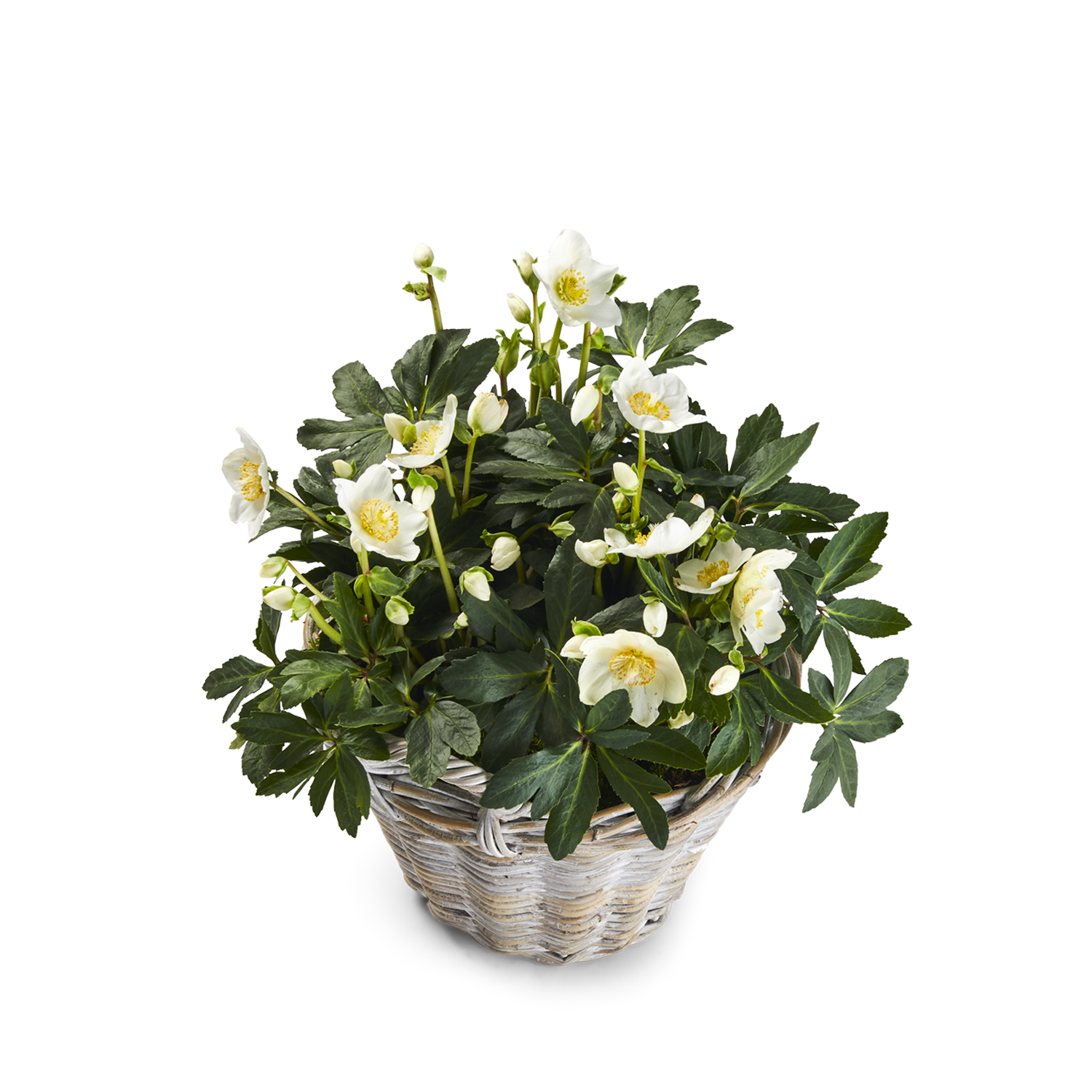 Blume, Blumen-Arrangement, Pflanze, Blumenstrauß, Topfpflanze, Blume, Blumen-Arrangement, Pflanze, Blumenstrauß, Topfpflanze, Blume, Blumen-Arrangement, Pflanze, Blumenstrauß, Topfpflanze, pflanze, blume, korb, weiße blüten, grüne blätter