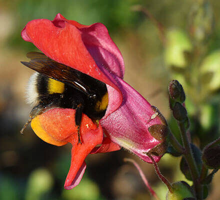 Hummel sammelt Nektar aus der Blüte eines wilden Löwenmaul