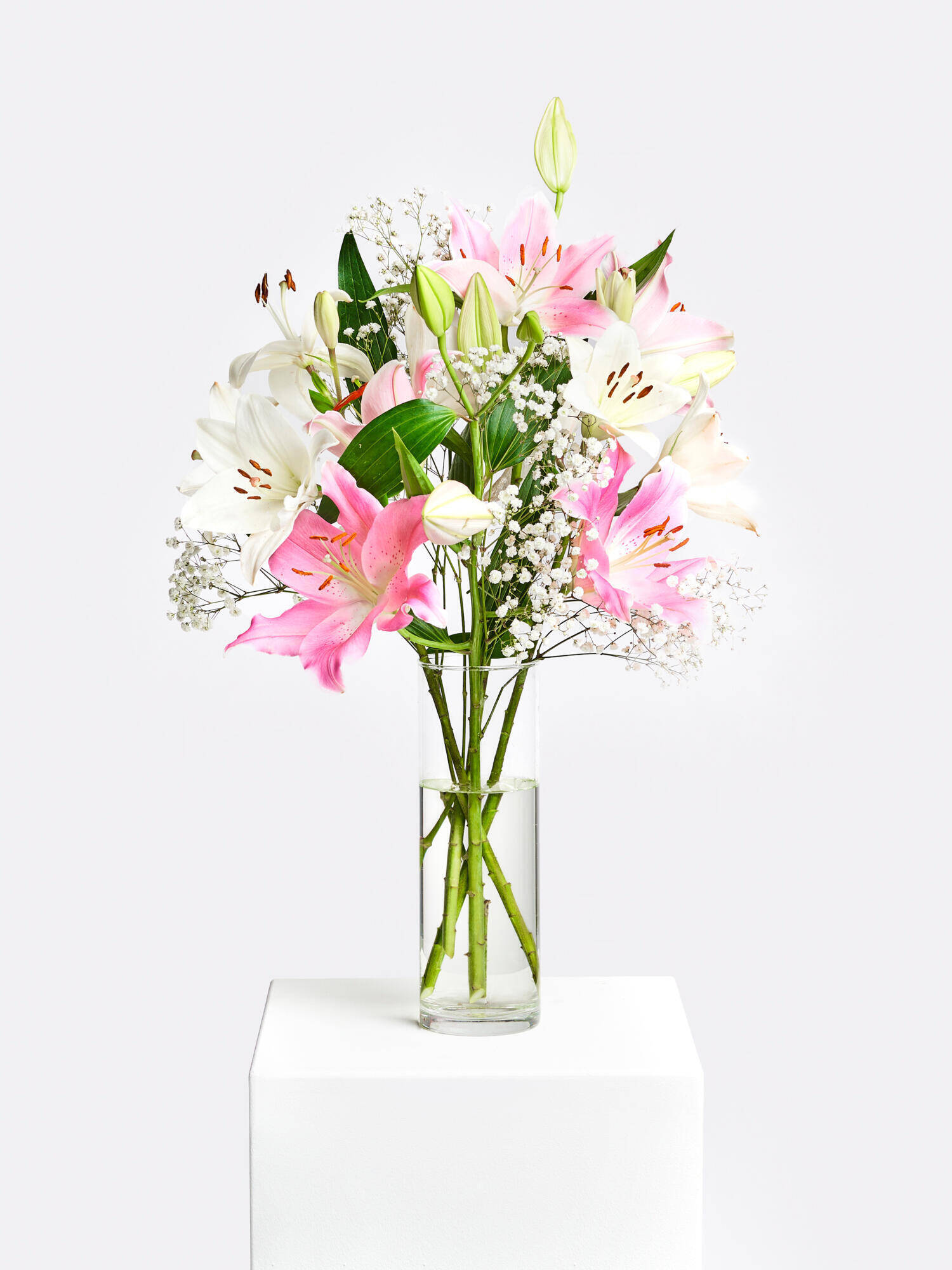 Cotton Candy - Hauptblüte: Lilien - Hauptfarbe: Rosa, Weiß