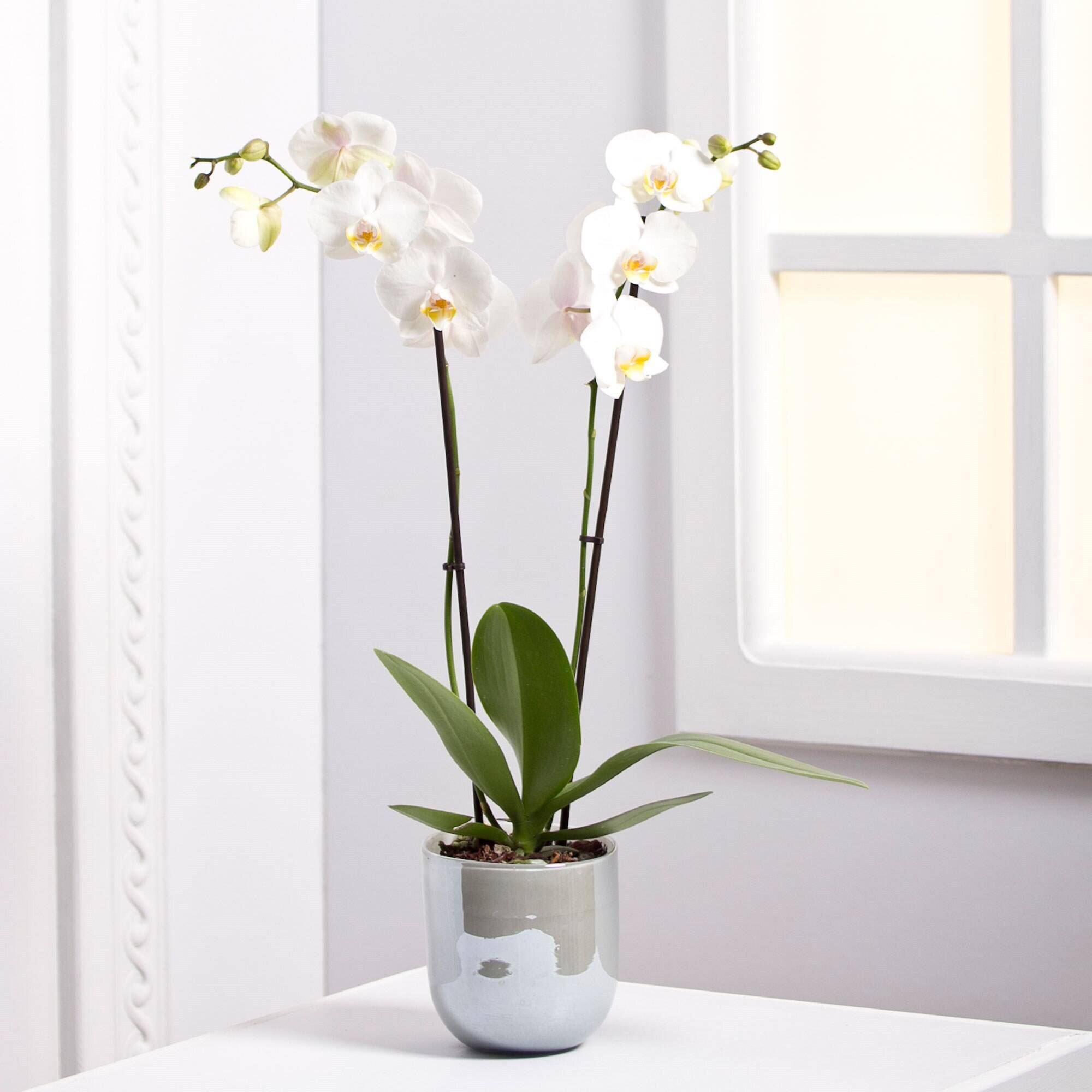 Blume, Pflanze, Blumen-Arrangement, Ikebana, Orchidee, Blume, Pflanze, Blumen-Arrangement, Ikebana, Orchidee, Blume, Pflanze, Blumen-Arrangement, Ikebana, Orchidee, Blume, Pflanze, Blumen-Arrangement, Ikebana, Orchidee