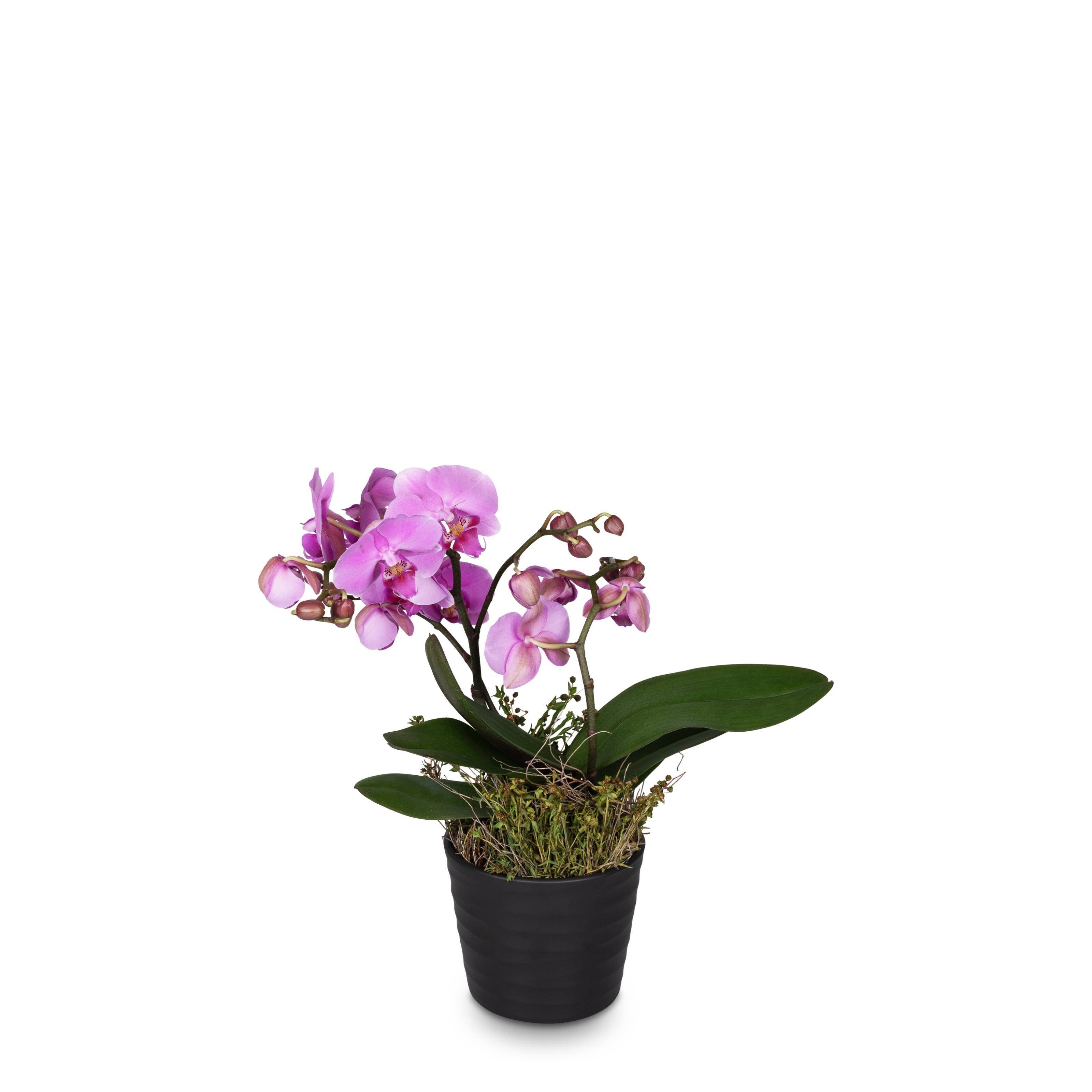 orchid, phalaenopsis, pot plant, pink flowers, home decor