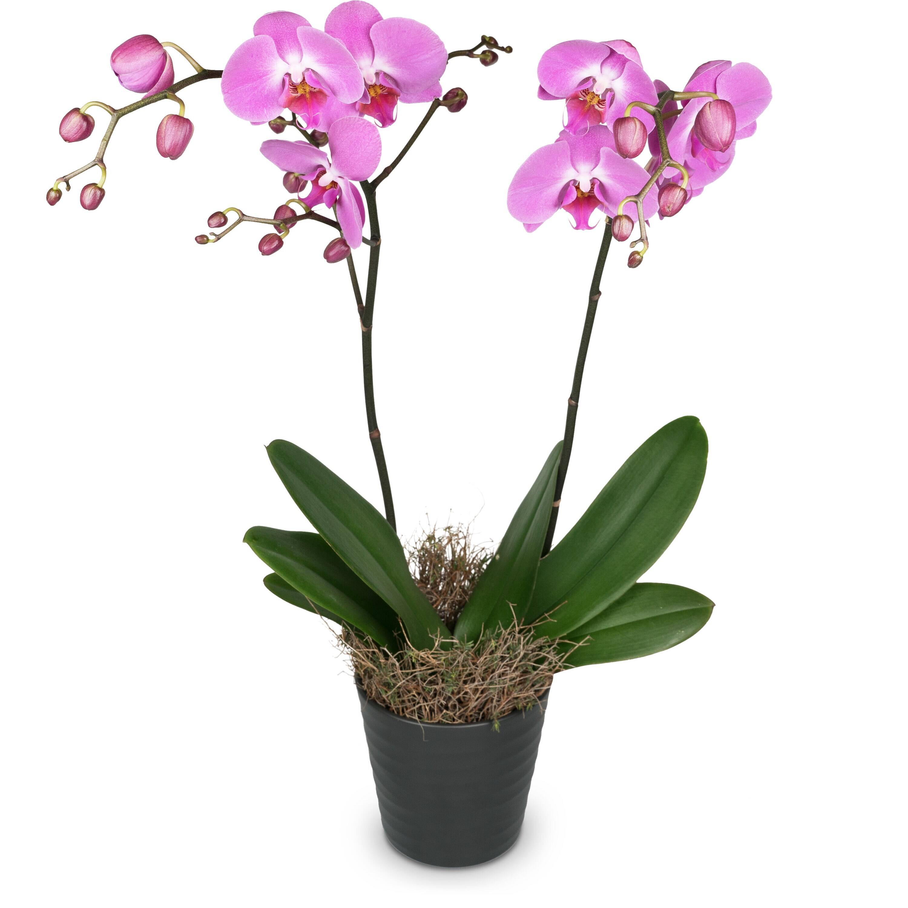 Blume, Pflanze, Orchidee, Blumen-Arrangement, Blume, Pflanze, Orchidee, Blumen-Arrangement, Blume, Pflanze, Orchidee, Blumen-Arrangement, Blume, Pflanze, Orchidee, Blumen-Arrangement, Blume, Pflanze, Orchidee, Blumen-Arrangement, Blume, Pflanze, Orchidee
