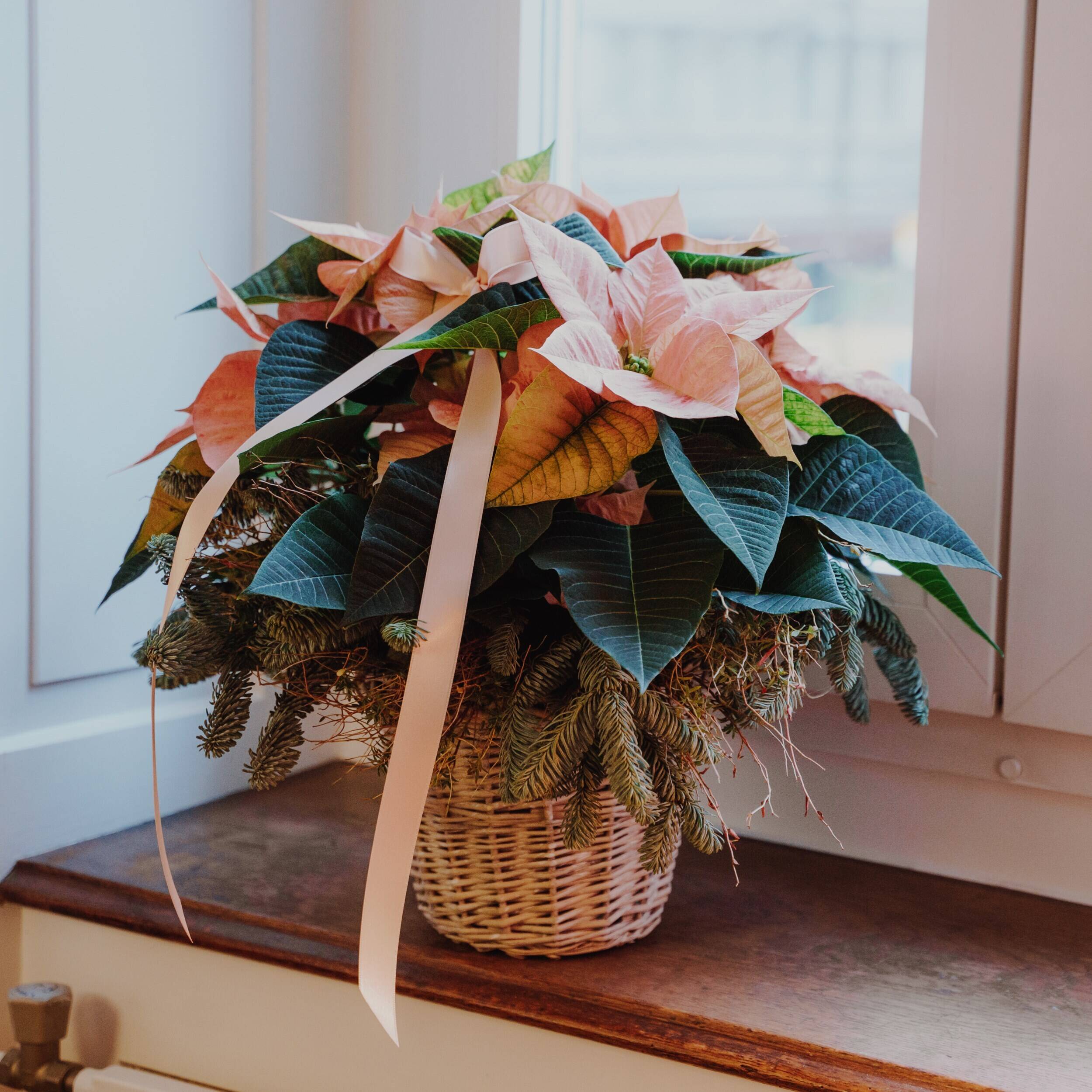 Blume, Blumen-Arrangement, Topfpflanze, Blatt, Blumenstrauß, Blume, Blumen-Arrangement, Topfpflanze, Blatt, Blumenstrauß, Blume, Blumen-Arrangement, Topfpflanze, Blatt, Blumenstrauß, Blume, Blumen-Arrangement, Topfpflanze, Blatt, Blumenstrauß