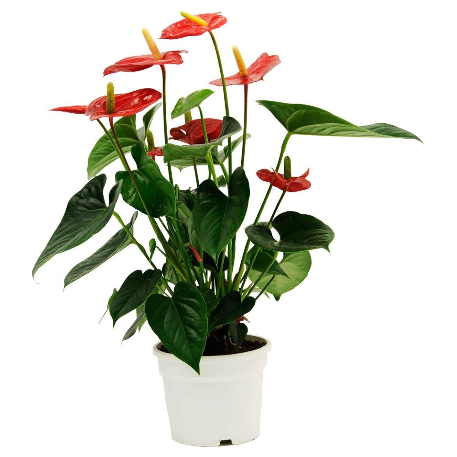 Blume, Pflanze, Blumen-Arrangement, Anthurium, Blume, Pflanze, Blumen-Arrangement, Anthurium, Blume, Pflanze, Blumen-Arrangement, Anthurium, Blume, Pflanze, Blumen-Arrangement, Anthurium, Blume, Pflanze, Blumen-Arrangement, Anthurium