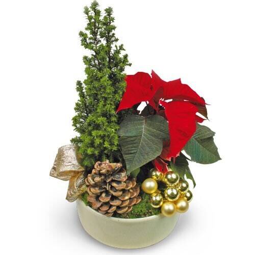 Topfpflanze, Baum, Blumen-Arrangement, Pflanzgefäß, Blatt, Topfpflanze, Baum, Blumen-Arrangement, Pflanzgefäß, Blatt, Topfpflanze, Baum, Blumen-Arrangement, Pflanzgefäß, Blatt, Topfpflanze, Baum, Blumen-Arrangement, Pflanzgefäß, Blatt