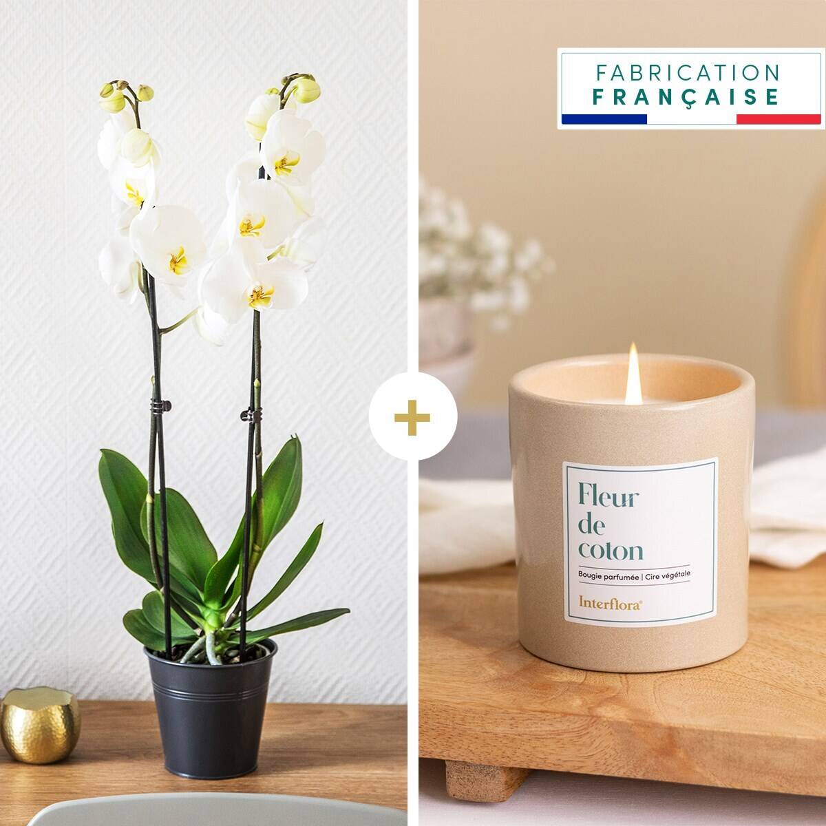 Blume, Pflanze, Blumen-Arrangement, Ikebana, Blume, Pflanze, Blumen-Arrangement, Ikebana, Blume, Pflanze, Blumen-Arrangement, Ikebana, Blume, Pflanze, Blumen-Arrangement, Ikebana, Blume, Pflanze, Blumen-Arrangement, Ikebana