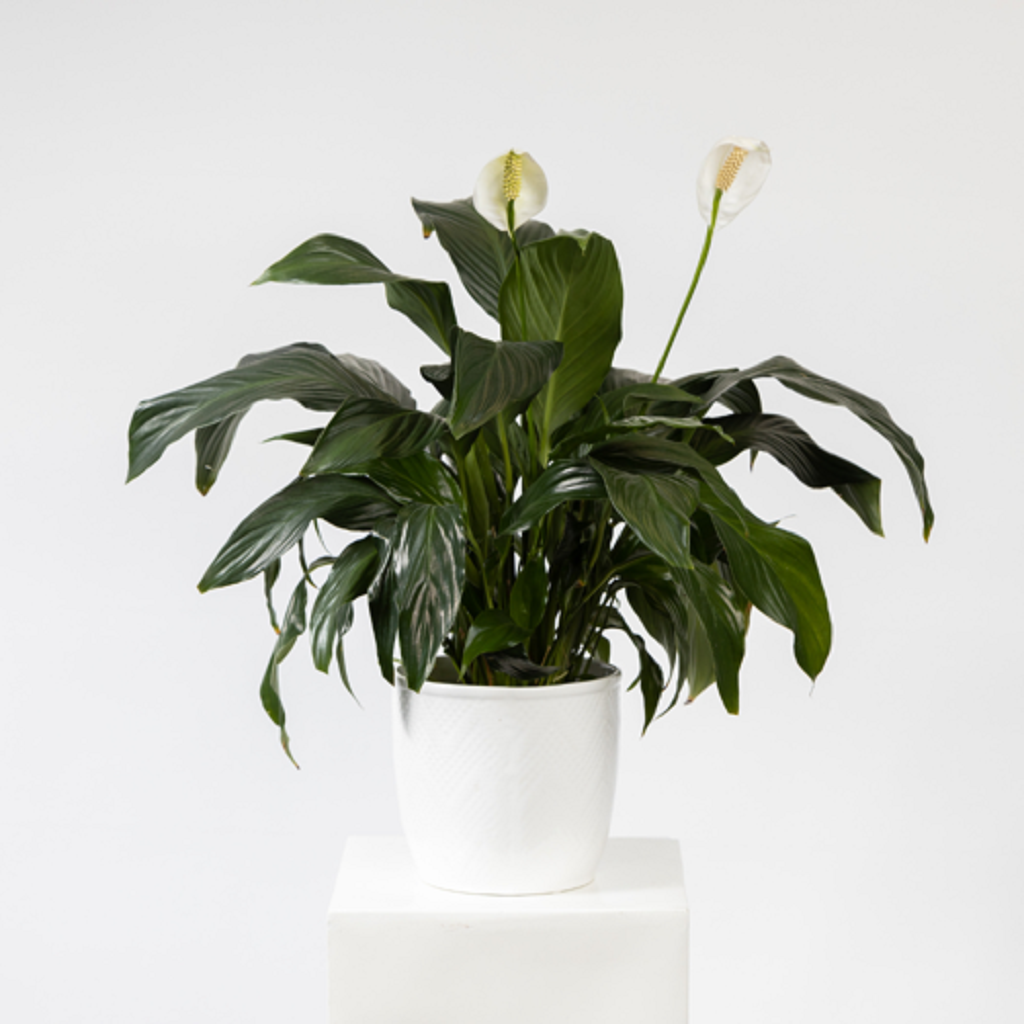 Pflanze, Pflanze im Topf, Blume, Blumen-Arrangement, Pflanze, Pflanze im Topf, Blume, Blumen-Arrangement, Pflanze, Pflanze im Topf, Blume, Blumen-Arrangement, Pflanze, Pflanze im Topf, Blume, Blumen-Arrangement