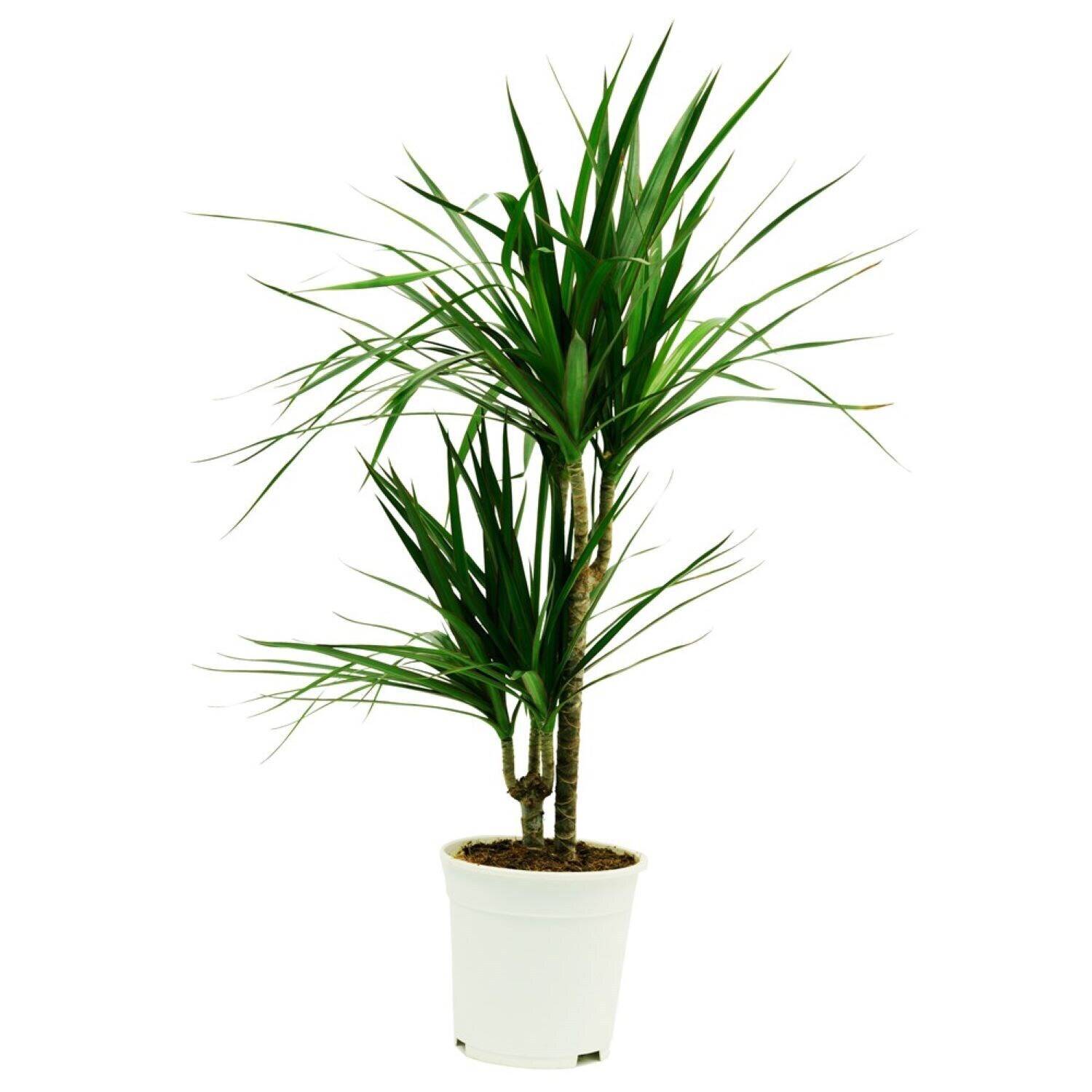 Palme, Pflanze, Baum, Topfpflanze, Blatt, Palme, Pflanze, Baum, Topfpflanze, Blatt, Palme, Pflanze, Baum, Topfpflanze, Blatt, Palme, Pflanze, Baum, Topfpflanze, Blatt, Palme, Pflanze, Baum, Topfpflanze, Blatt