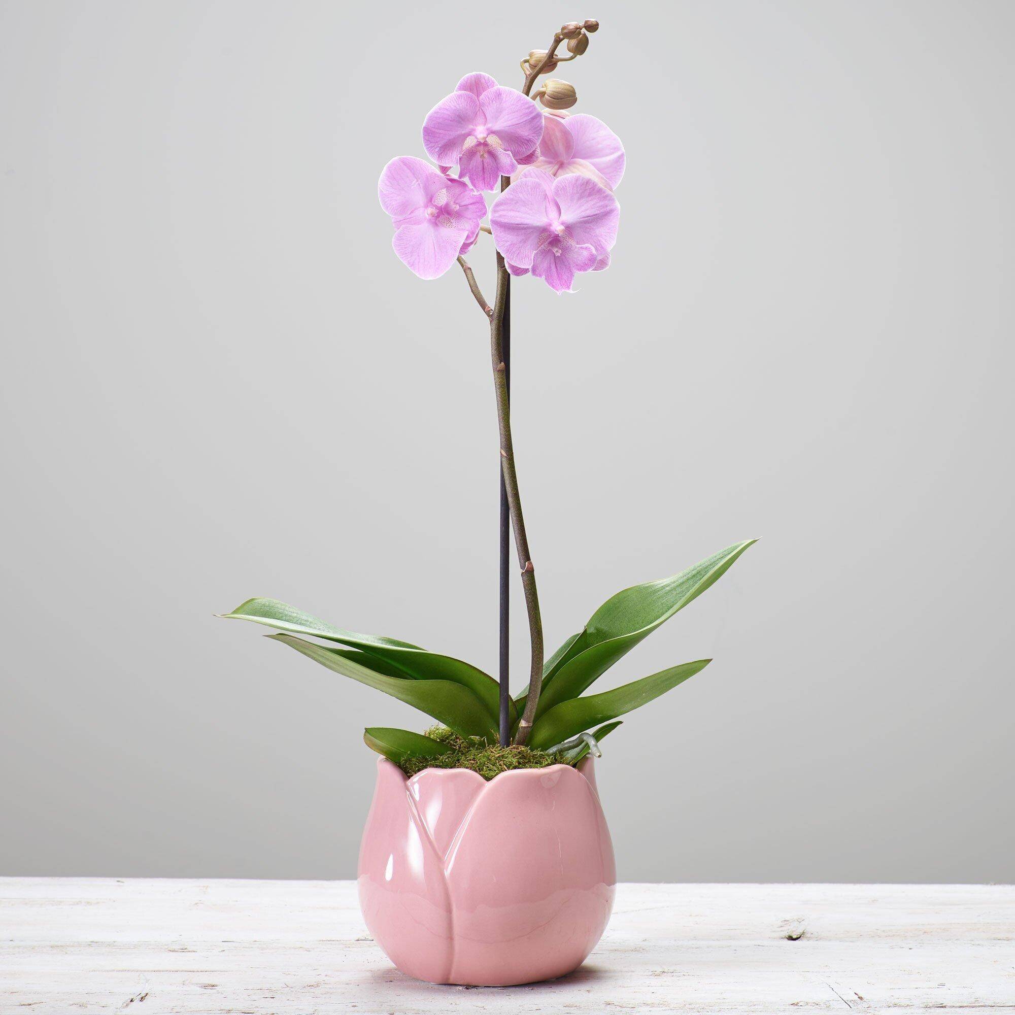 Blume, Pflanze, Blumen-Arrangement, Ikebana, Orchidee, Blume, Pflanze, Blumen-Arrangement, Ikebana, Orchidee, Blume, Pflanze, Blumen-Arrangement, Ikebana, Orchidee, Blume, Pflanze, Blumen-Arrangement, Ikebana, Orchidee