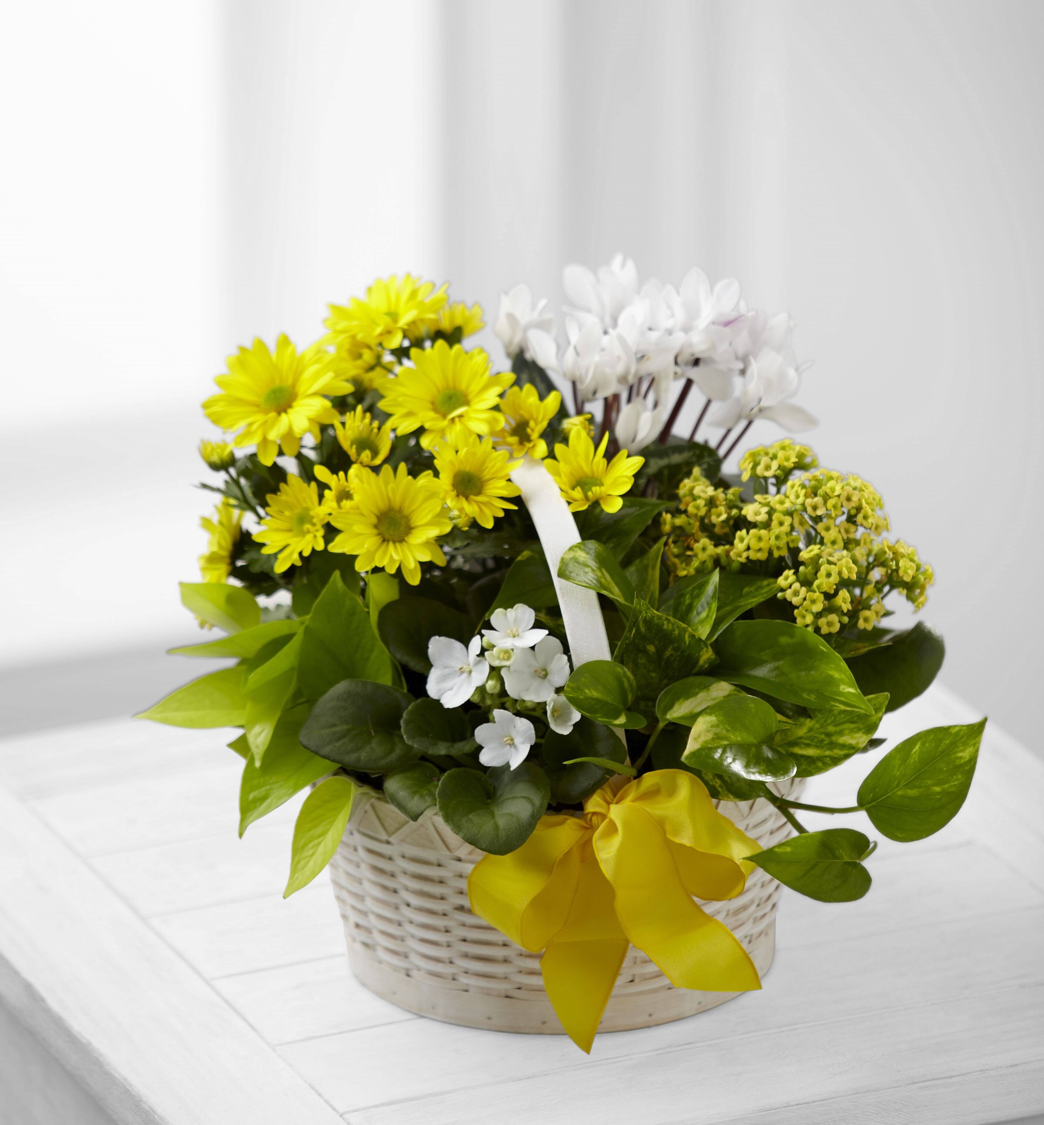 Blume, Blumen-Arrangement, Pflanze, Blumenstrauß, Blume, Blumen-Arrangement, Pflanze, Blumenstrauß, Blume, Blumen-Arrangement, Pflanze, Blumenstrauß, Blume, Blumen-Arrangement, Pflanze, Blumenstrauß, Blume, Blumen-Arrangement, Pflanze, Blumenstrauß