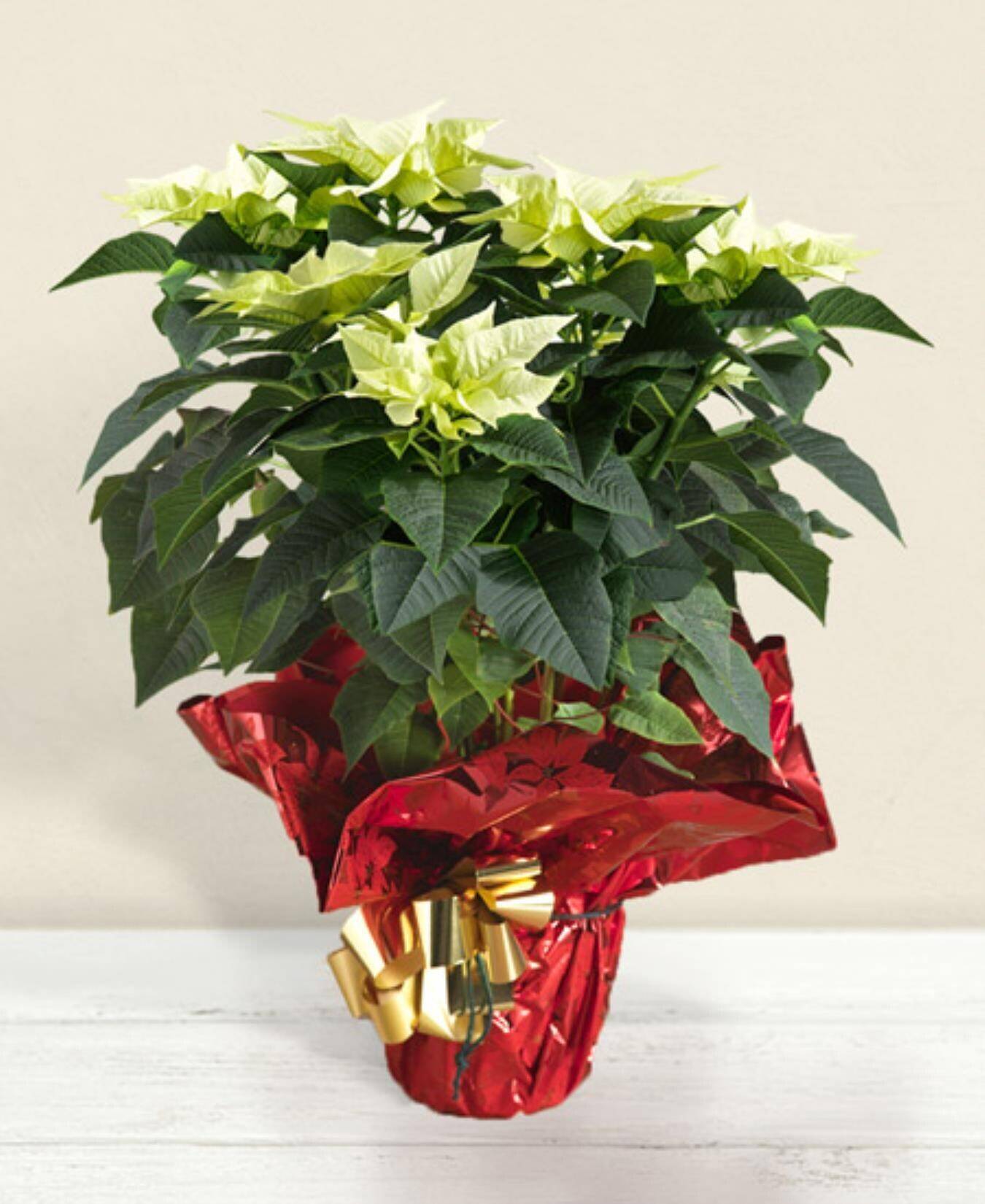poinsettia, pflanze, grüne blätter, blumenstrauß, geschenkverpackung,  poinsettie, Pflanze, grüne Blätter, Geschenkblume, verpackte Pflanze,  poinsetta, blühende pflanze, grüne blätter, geschenkverpackung, roter folie wrap