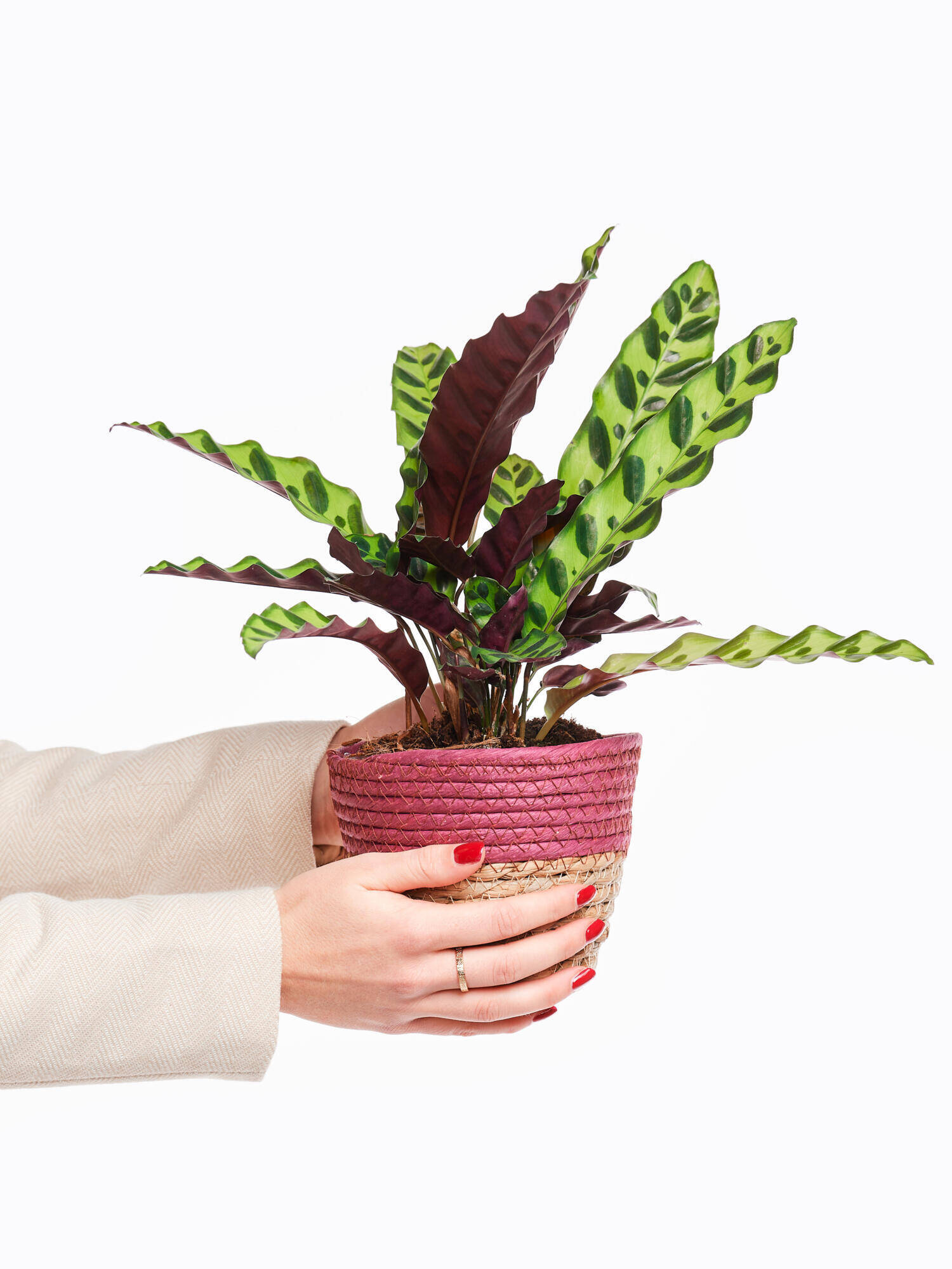 Calathea