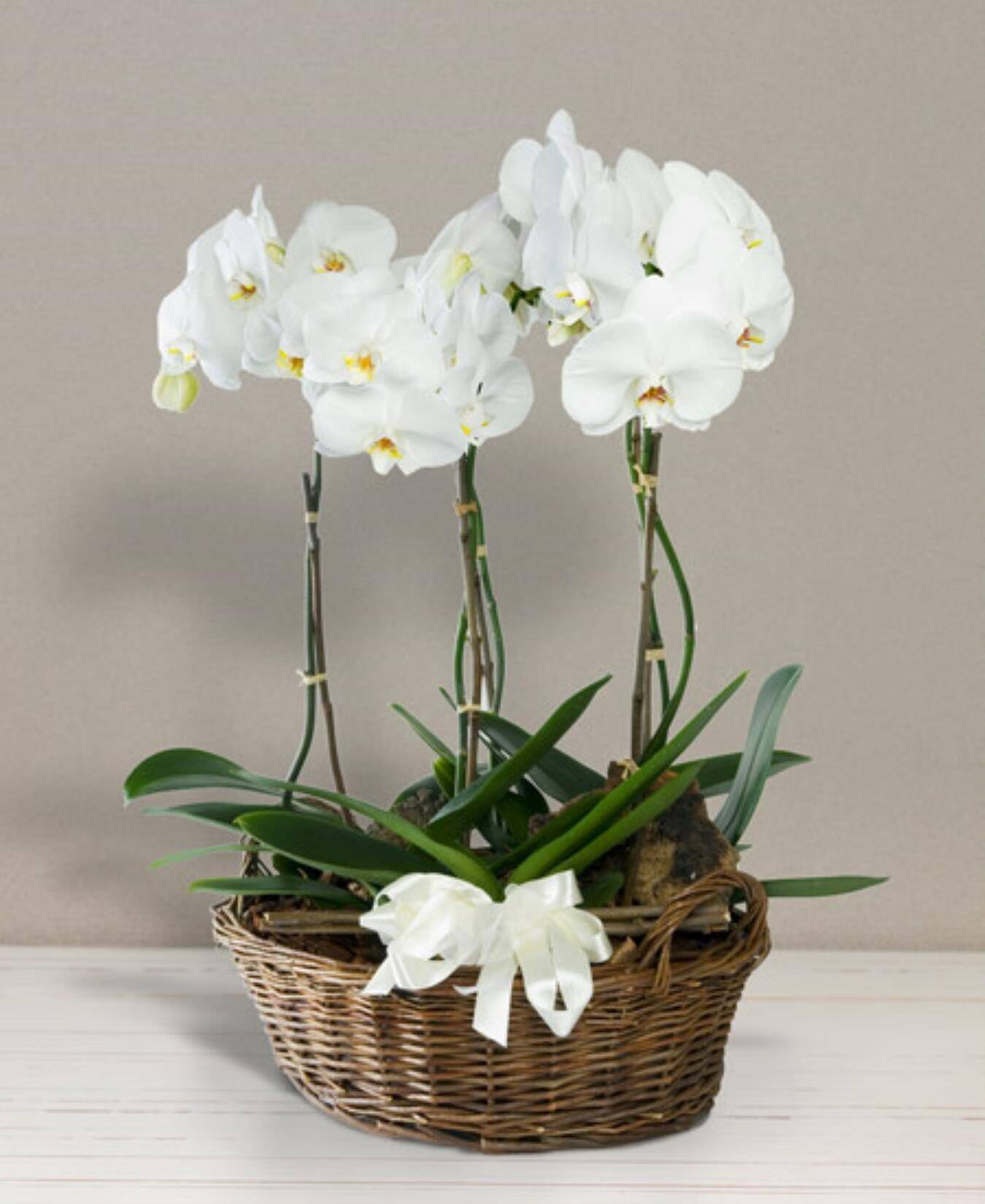 Blume, Blumen-Arrangement, Pflanze, Ikebana, Blume, Blumen-Arrangement, Pflanze, Ikebana, Blume, Blumen-Arrangement, Pflanze, Ikebana, Blume, Blumen-Arrangement, Pflanze, Ikebana, Blume, Blumen-Arrangement, Pflanze, Ikebana
