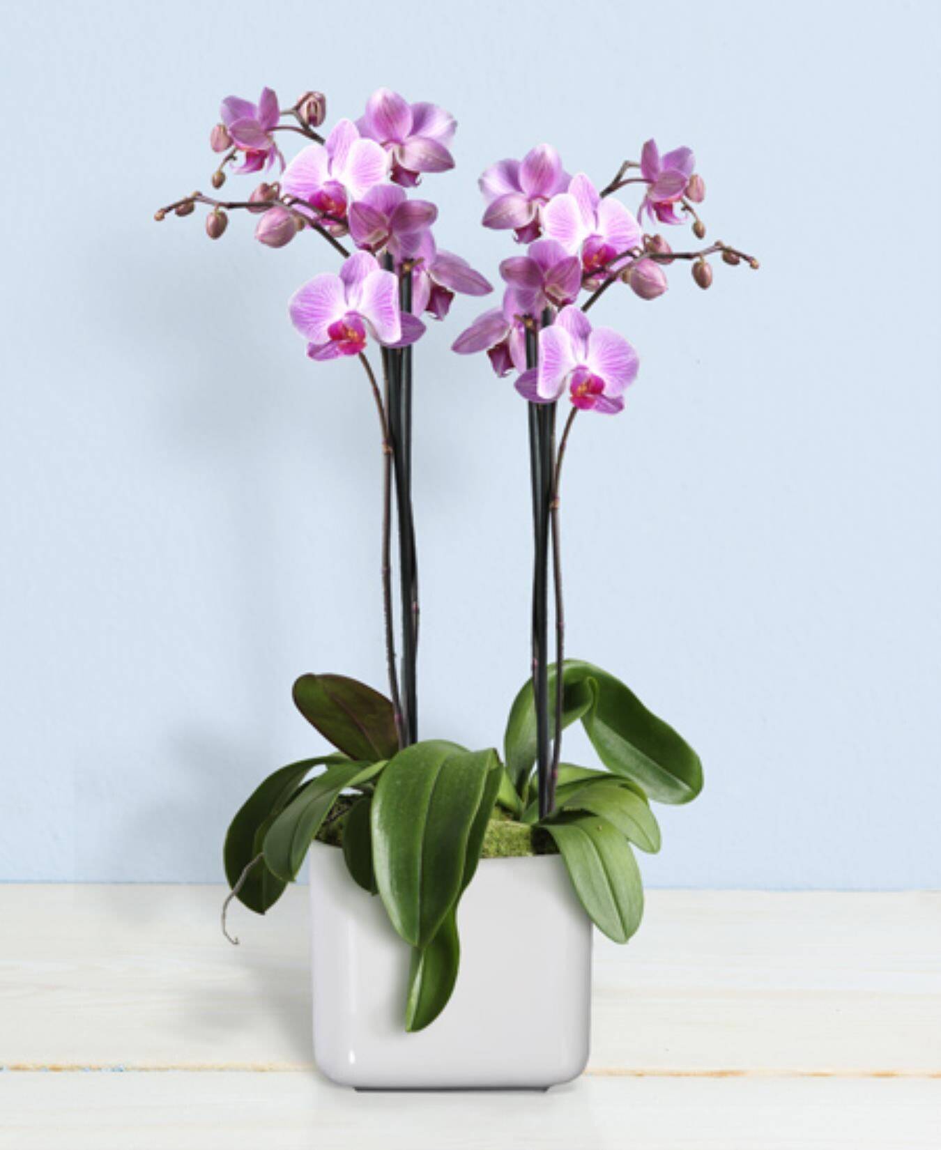 Blume, Pflanze, Orchidee, Blumen-Arrangement, Ikebana, Blume, Pflanze, Orchidee, Blumen-Arrangement, Ikebana, Blume, Pflanze, Orchidee, Blumen-Arrangement, Ikebana, Blume, Pflanze, Orchidee, Blumen-Arrangement, Ikebana
