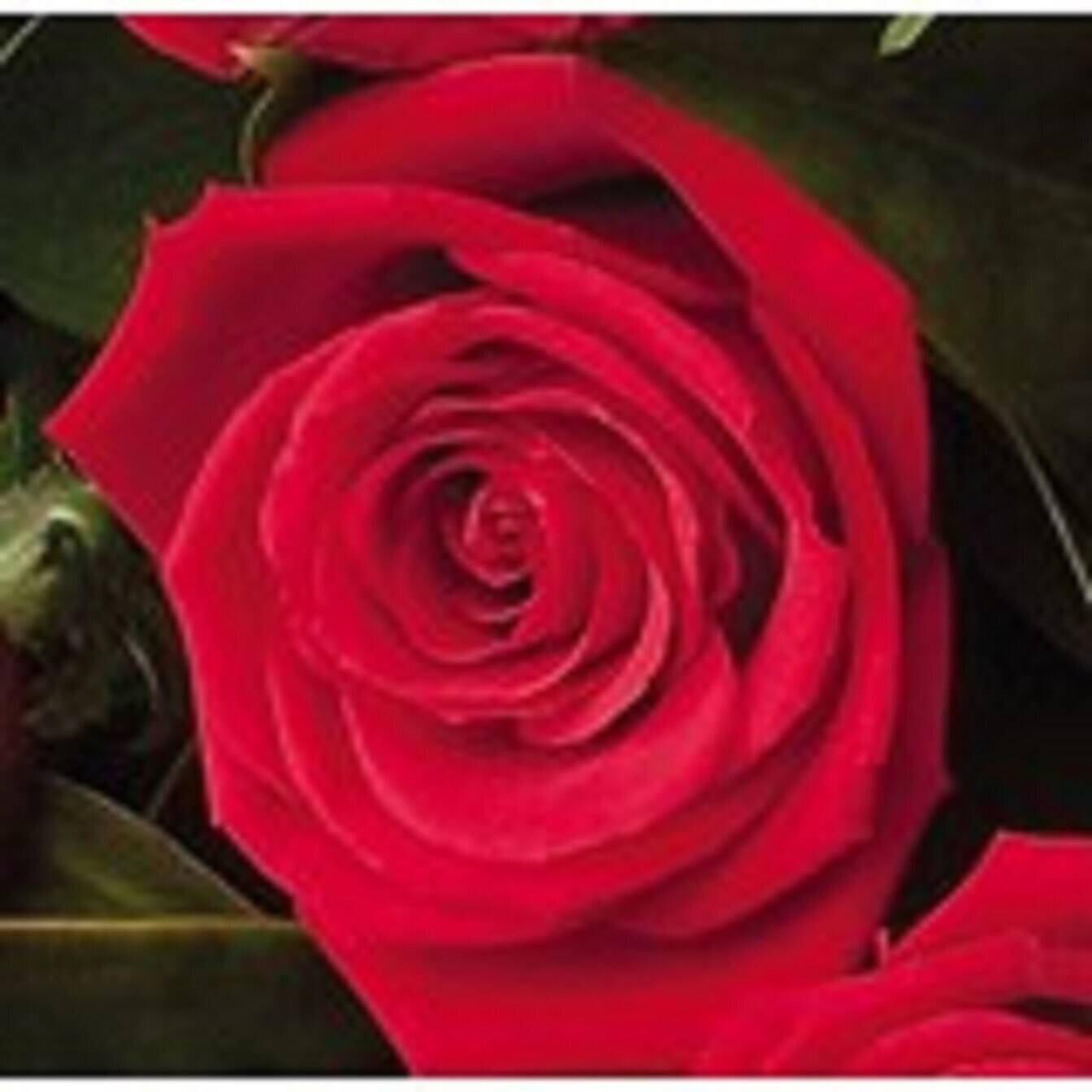 Blume, Pflanze, Rose, Blütenblatt, Blume, Pflanze, Rose, Blütenblatt, Blume, Pflanze, Rose, Blütenblatt, Blume, Pflanze, Rose, Blütenblatt, Blume, Pflanze, Rose, Blütenblatt, Blume, Pflanze, Rose, Blütenblatt, Blume, Pflanze, Rose, Blütenblatt
